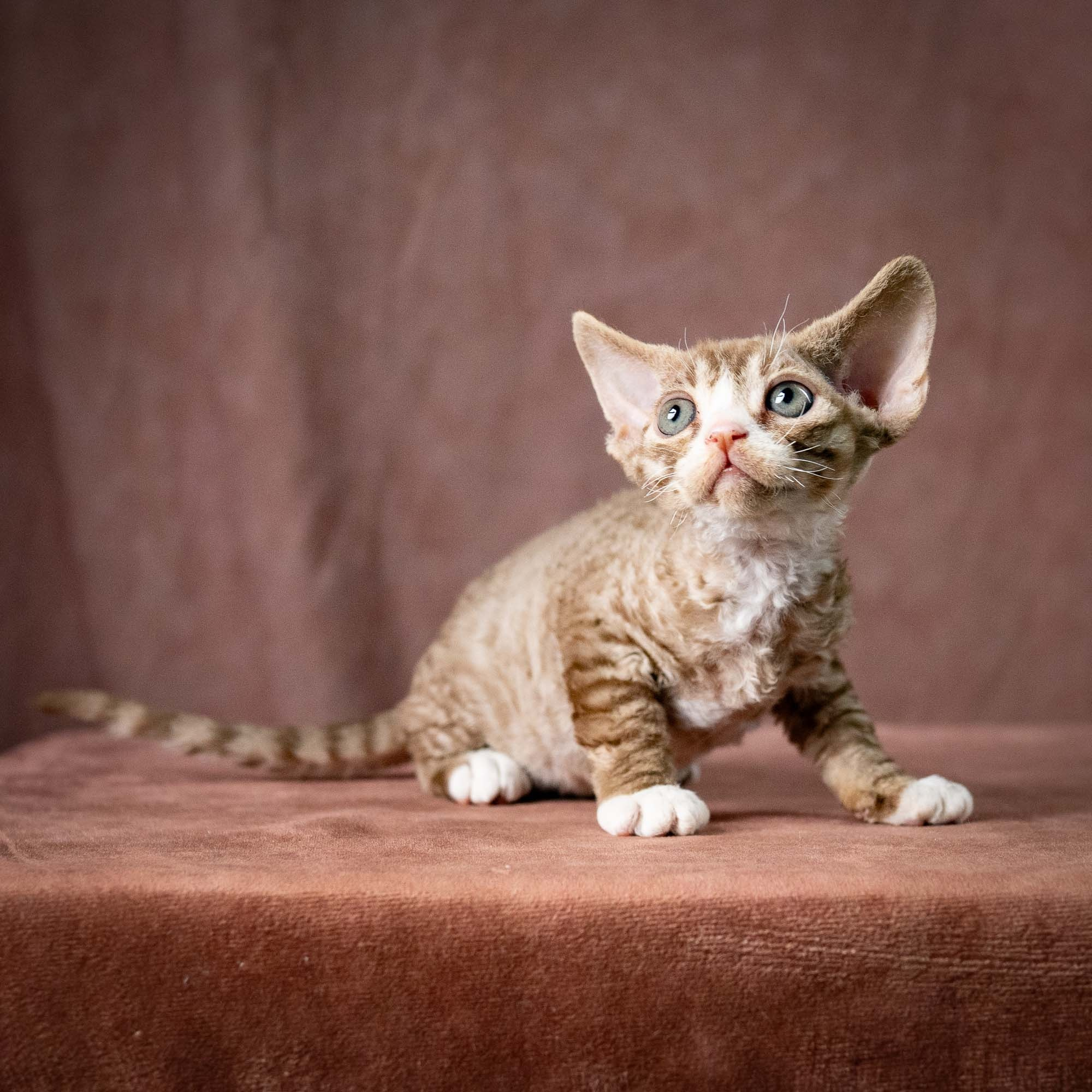 Ulysses, boy, born 07.19.2026. Devon Rex Pixie Cattery