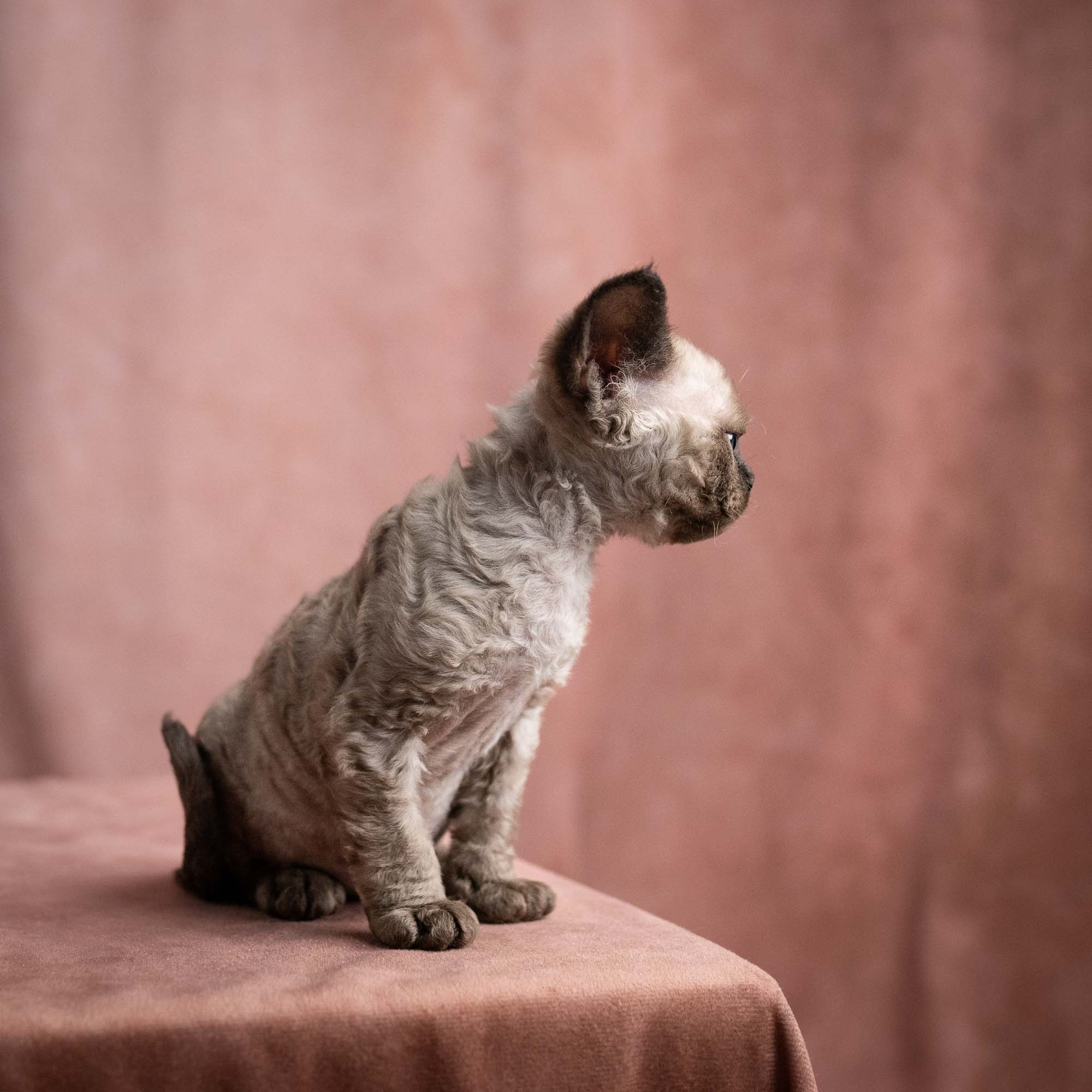 Vinci, boy, born on 08.27.2026. Devon Rex Pixie Cattery