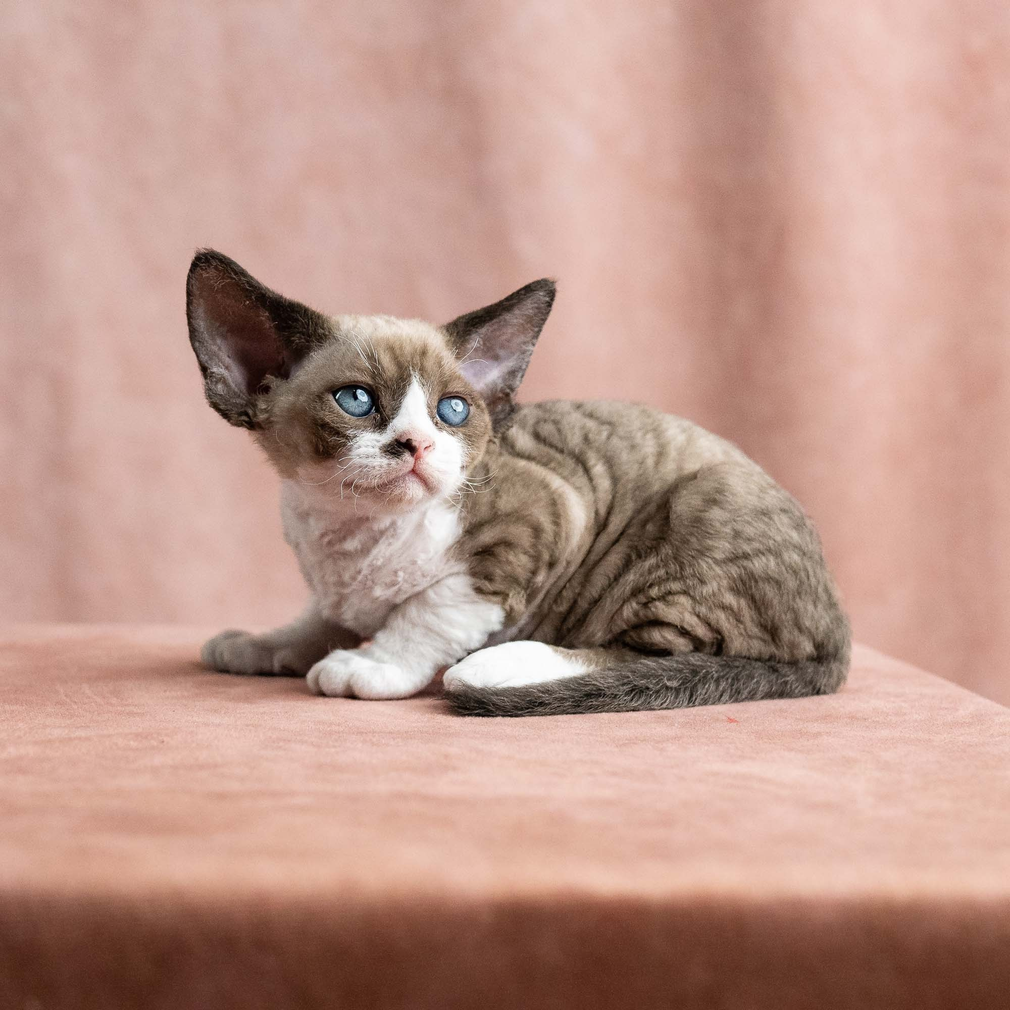 Vesper, boy, born on 08.27.2026. Devon Rex Pixie Cattery