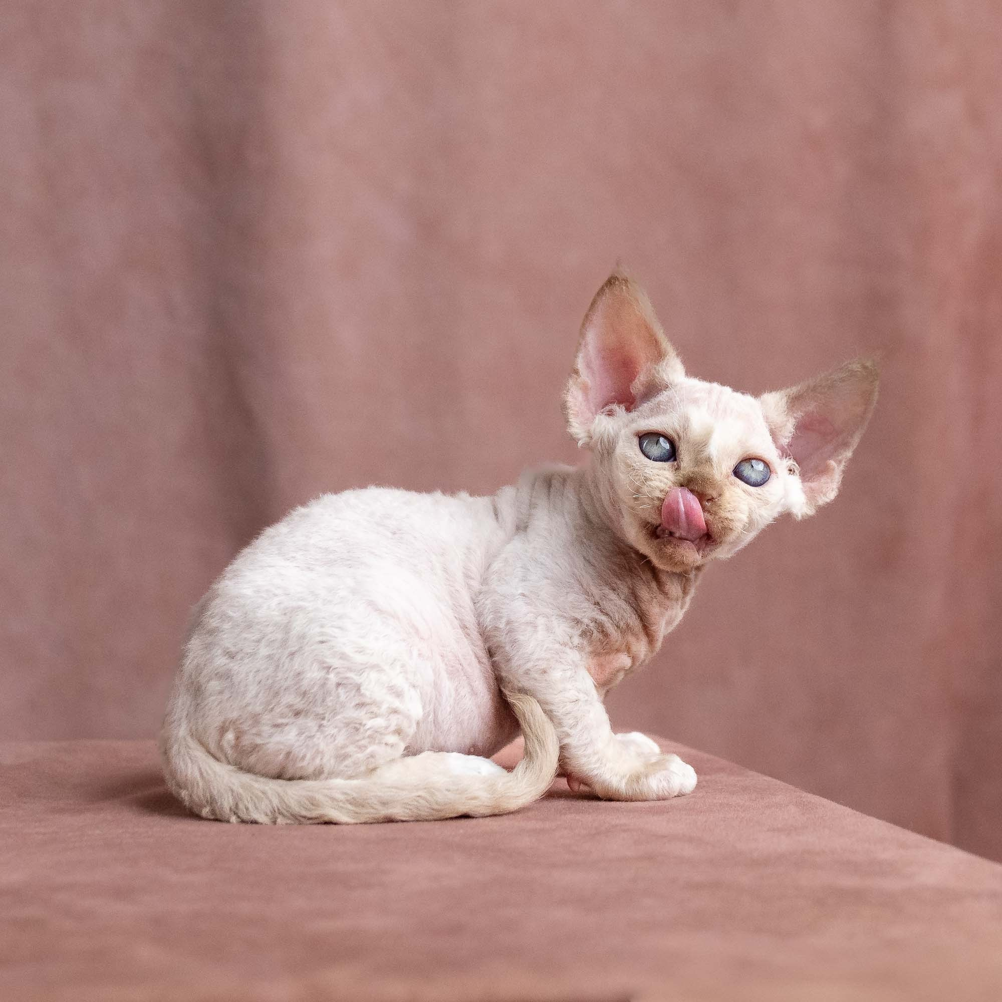 Vince, boy, born on 08.27.2026. Devon Rex Pixie Cattery