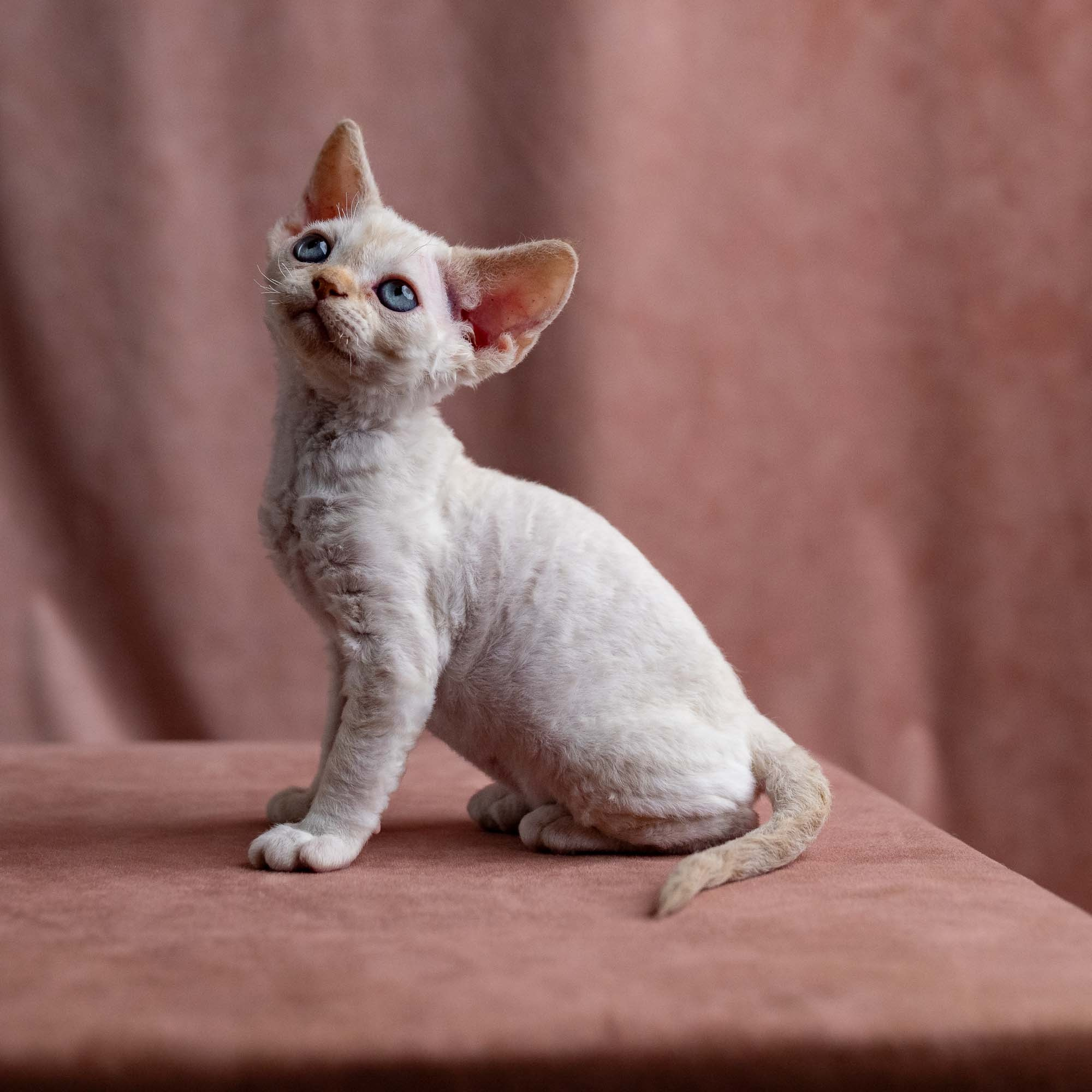 Vivi, girl, born on 08.27.2026. Devon Rex Pixie Cattery