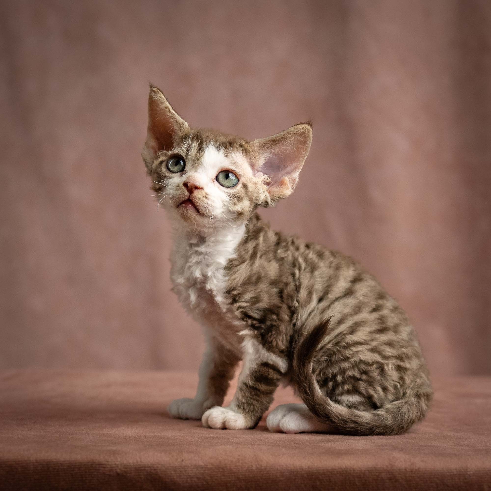 Watson, boy, born on 08.28.2026. Devon Rex Pixie Cattery