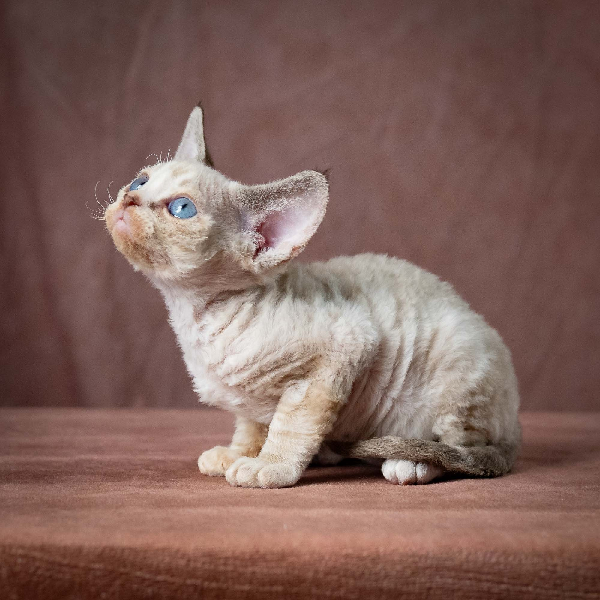 Toby, boy, born 07.15.2026. Devon Rex Pixie Cattery