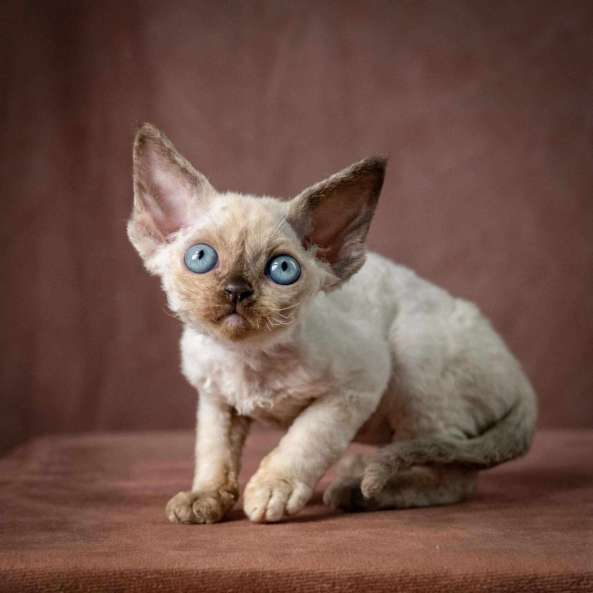 Tessa, girl, born 07.15.2026. Devon Rex Pixie Cattery