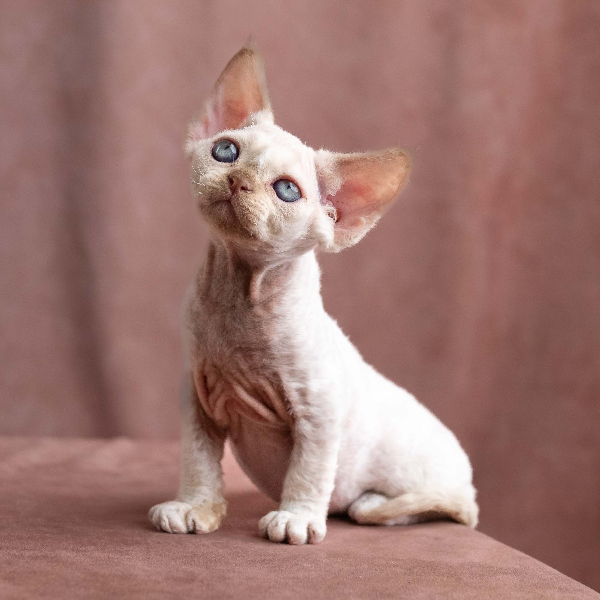 Vince, boy, born on 08.27.2026. Devon Rex Pixie Cattery