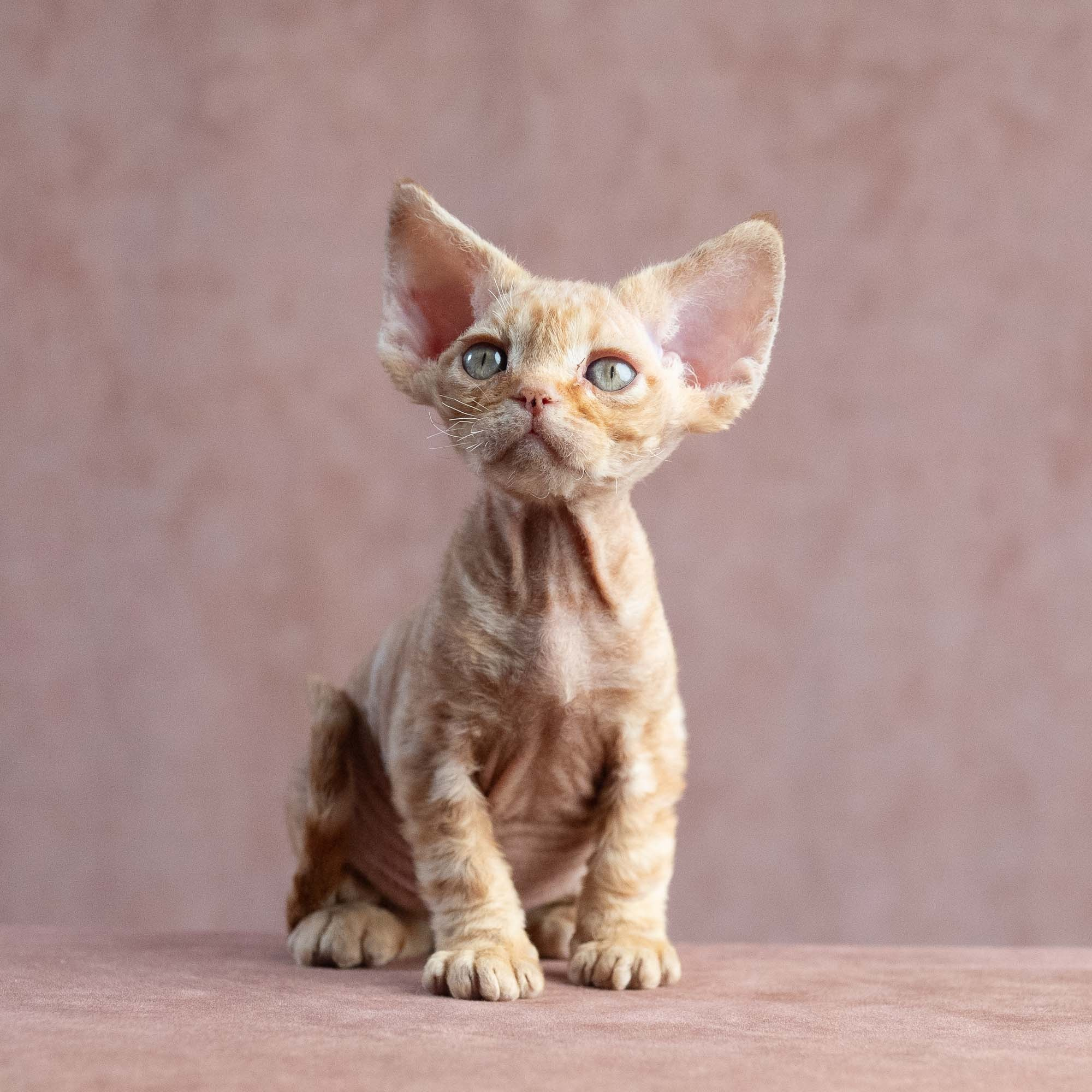 Xander, boy, born on 08.28.2026. Devon Rex Pixie Cattery