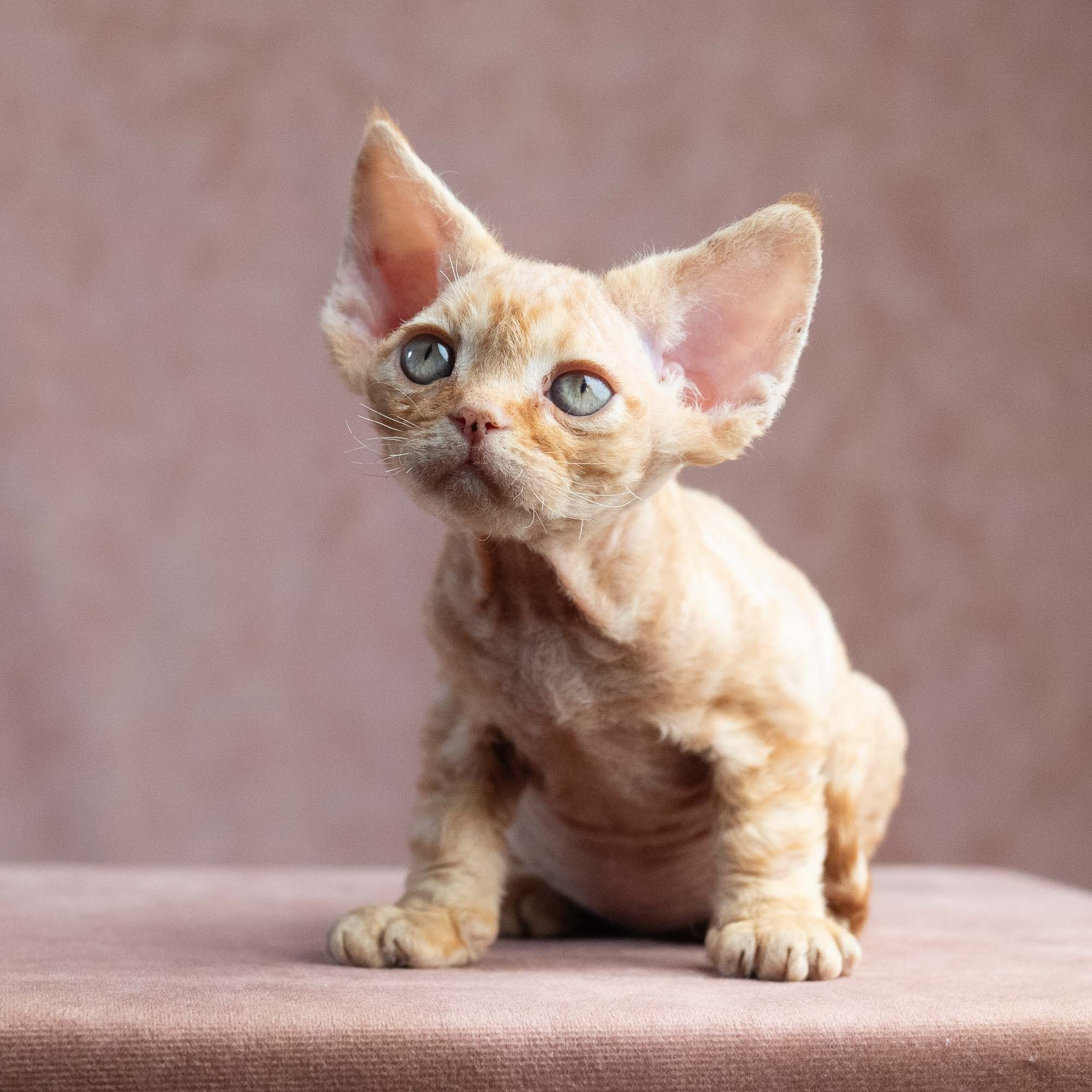 Xander, boy, born on 08.28.2026. Devon Rex Pixie Cattery