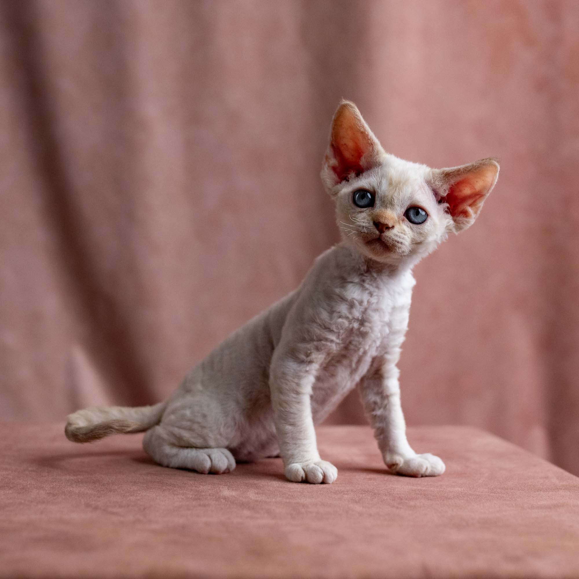 Vivi, girl, born on 08.27.2026. Devon Rex Pixie Cattery