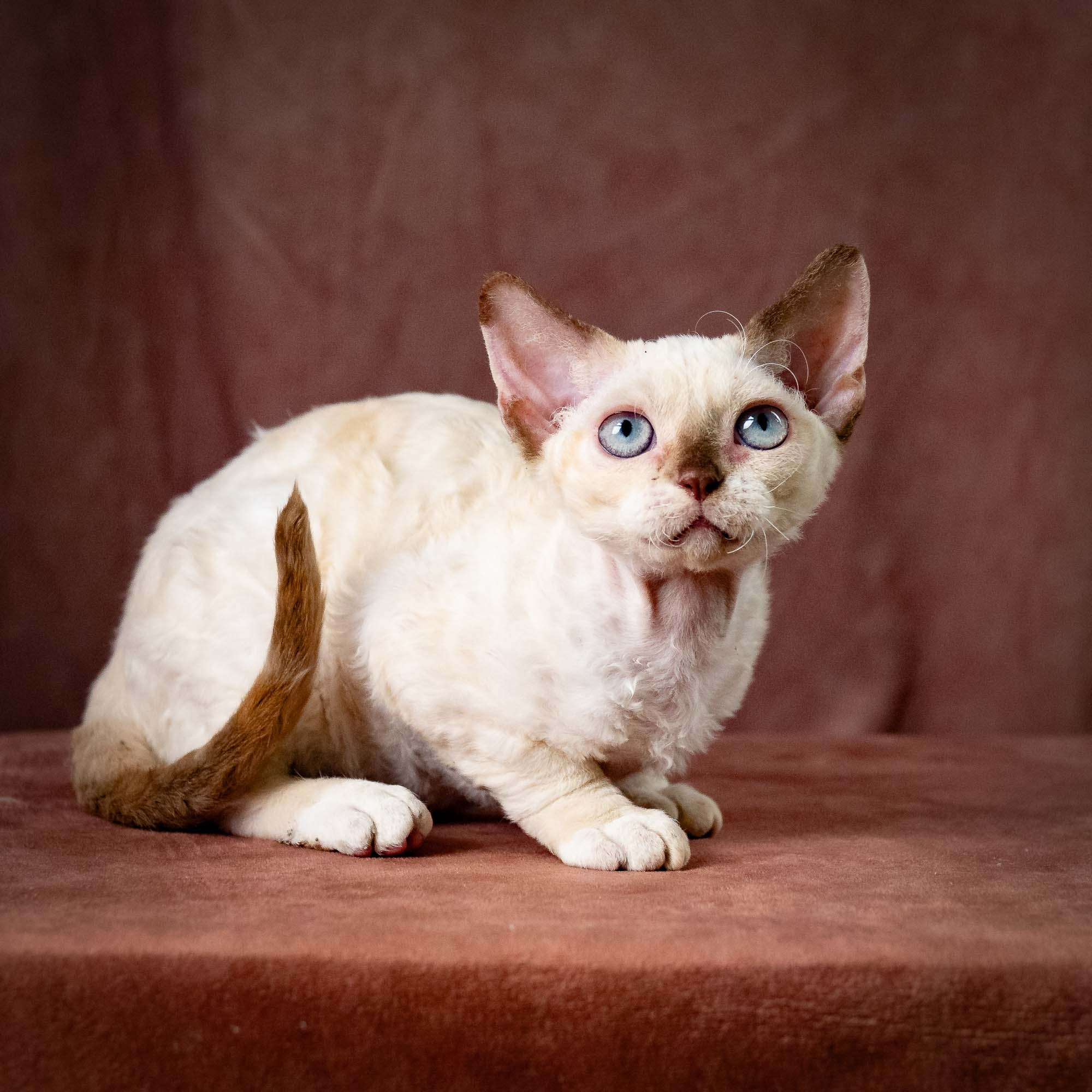 Rosalie,  girl, born 05.08.26. Devon Rex Pixie Cattery