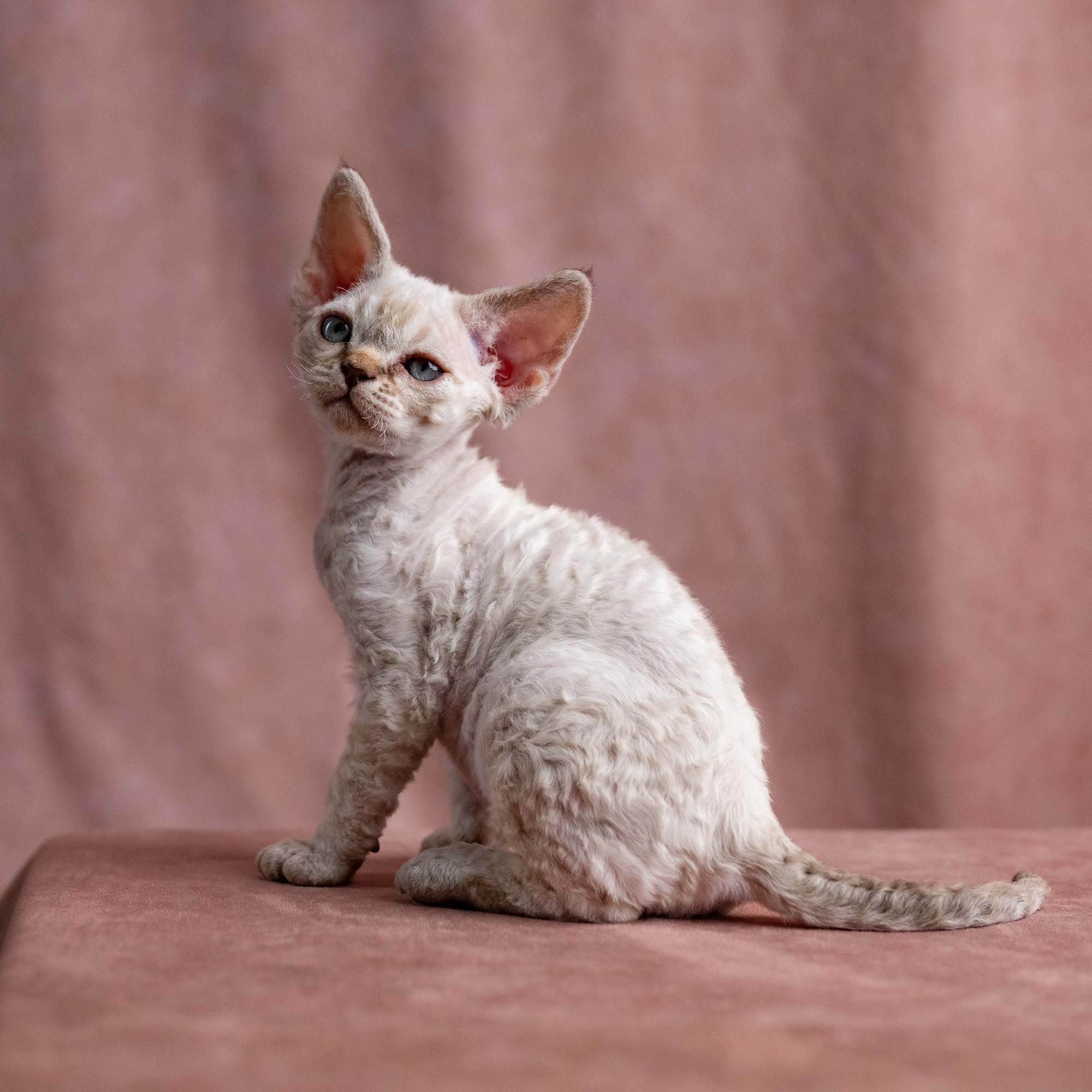 Viggo, boy, born on 08.27.2026. Devon Rex Pixie Cattery