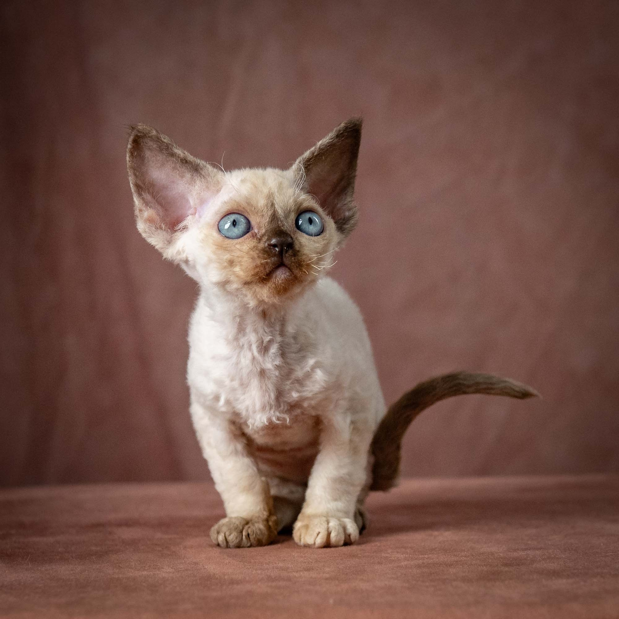 Tessa, girl, born 07.15.2026. Devon Rex Pixie Cattery