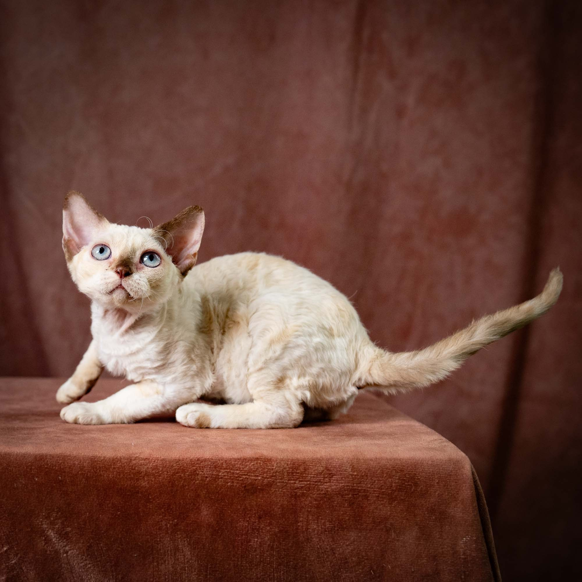Rosalie,  girl, born 05.08.26. Devon Rex Pixie Cattery