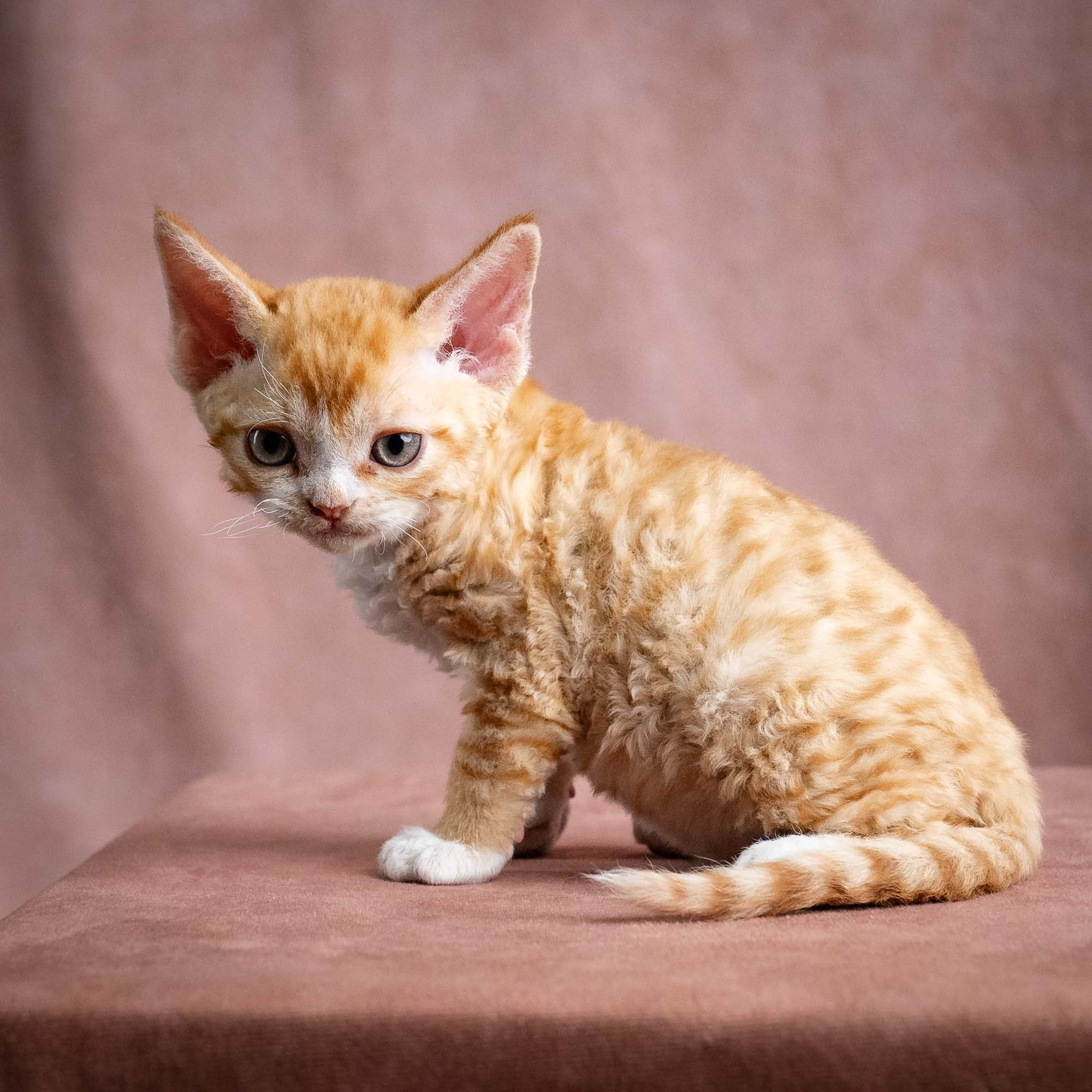Winnie, girl, born on 08.28.2026. Devon Rex Pixie Cattery
