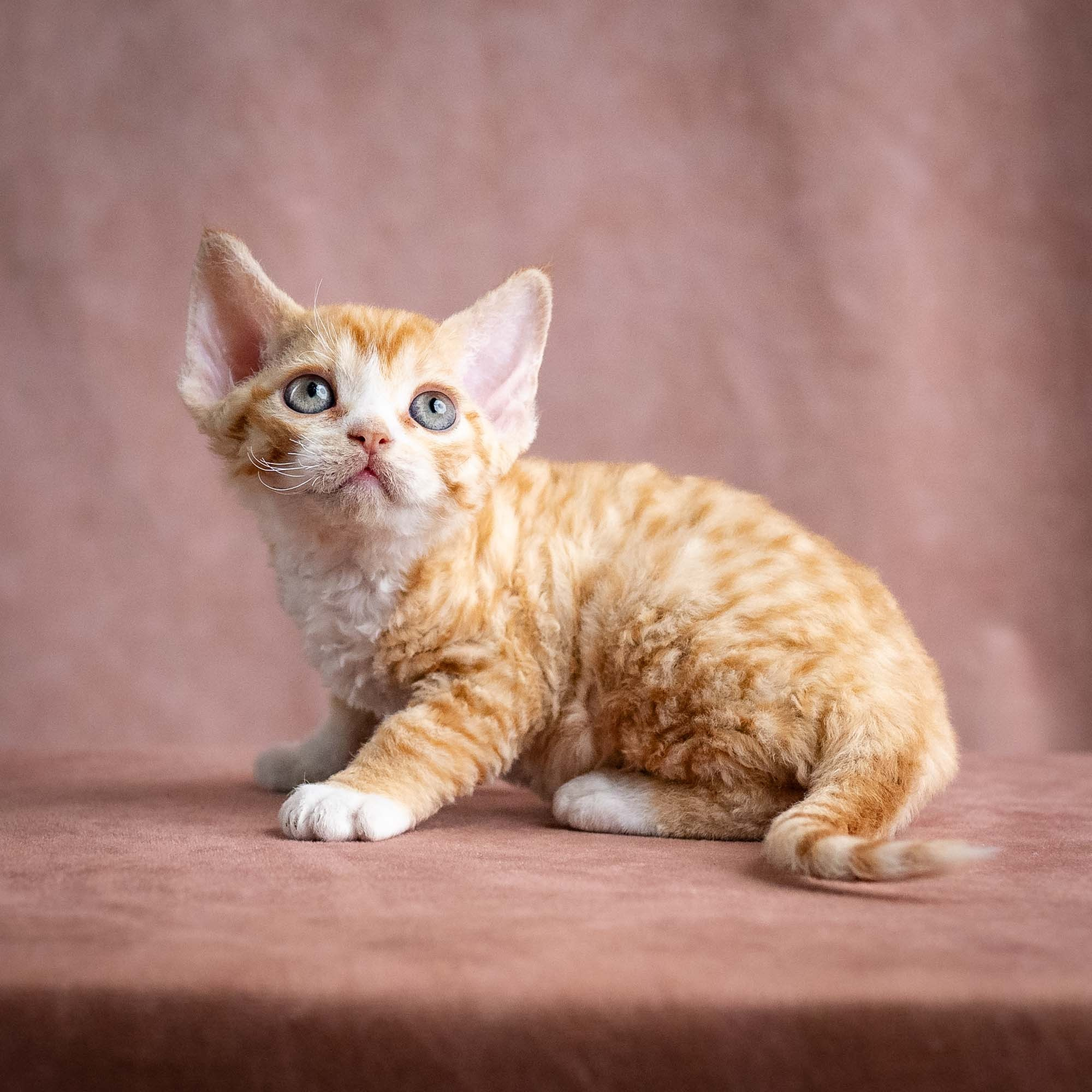 Winnie, girl, born on 08.28.2026. Devon Rex Pixie Cattery