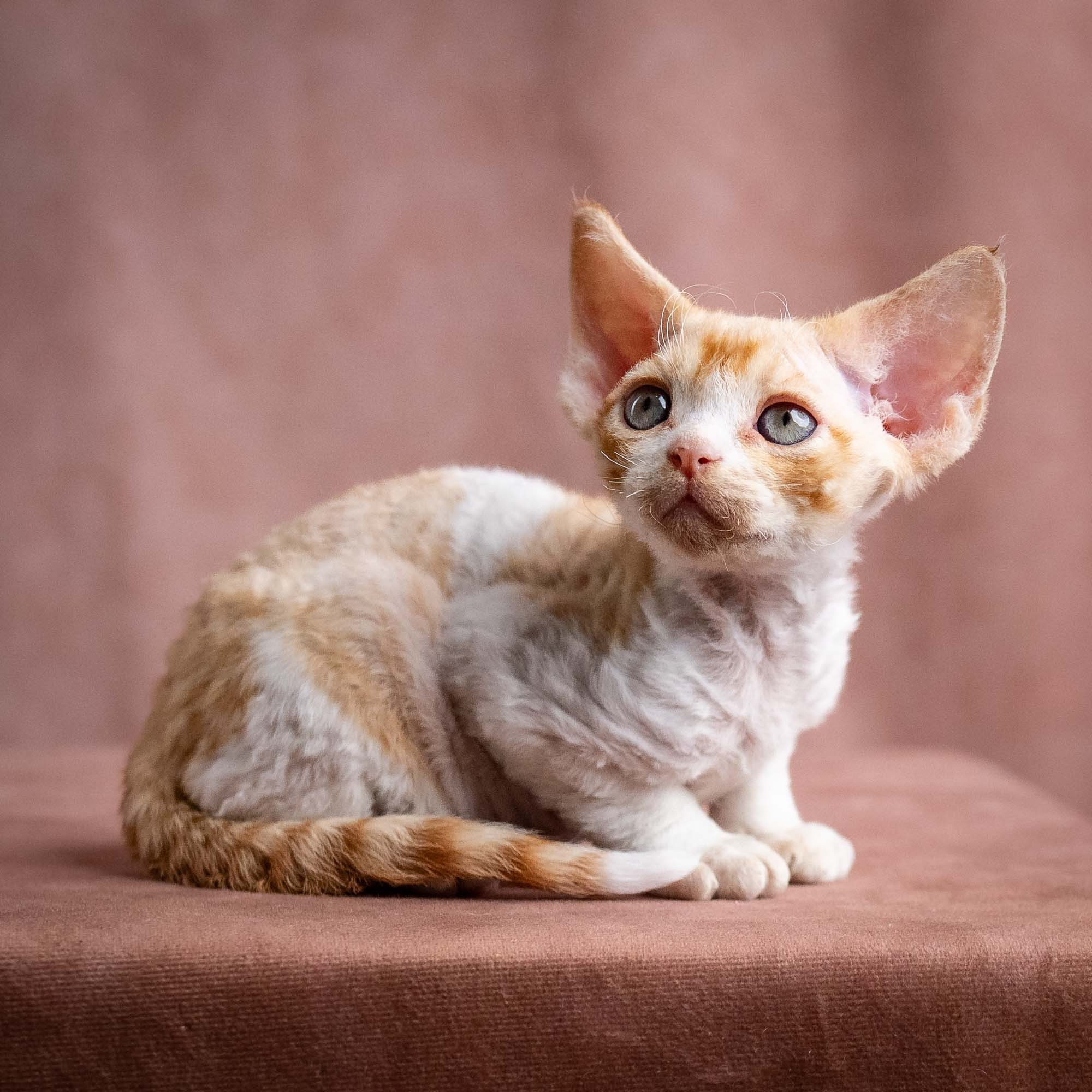 Wally, boy, born on 08.28.2026. Devon Rex Pixie Cattery