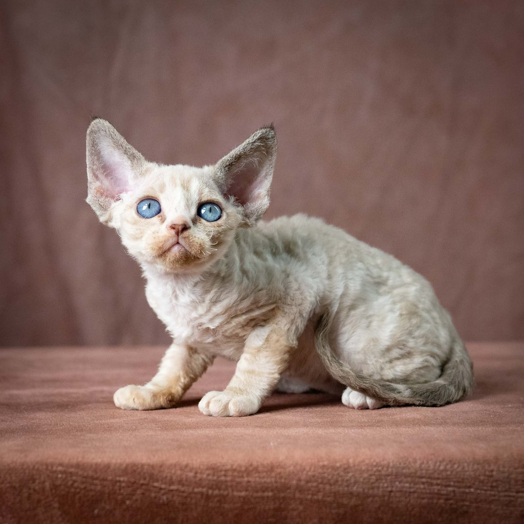Toby, boy, born 07.15.2026. Devon Rex Pixie Cattery