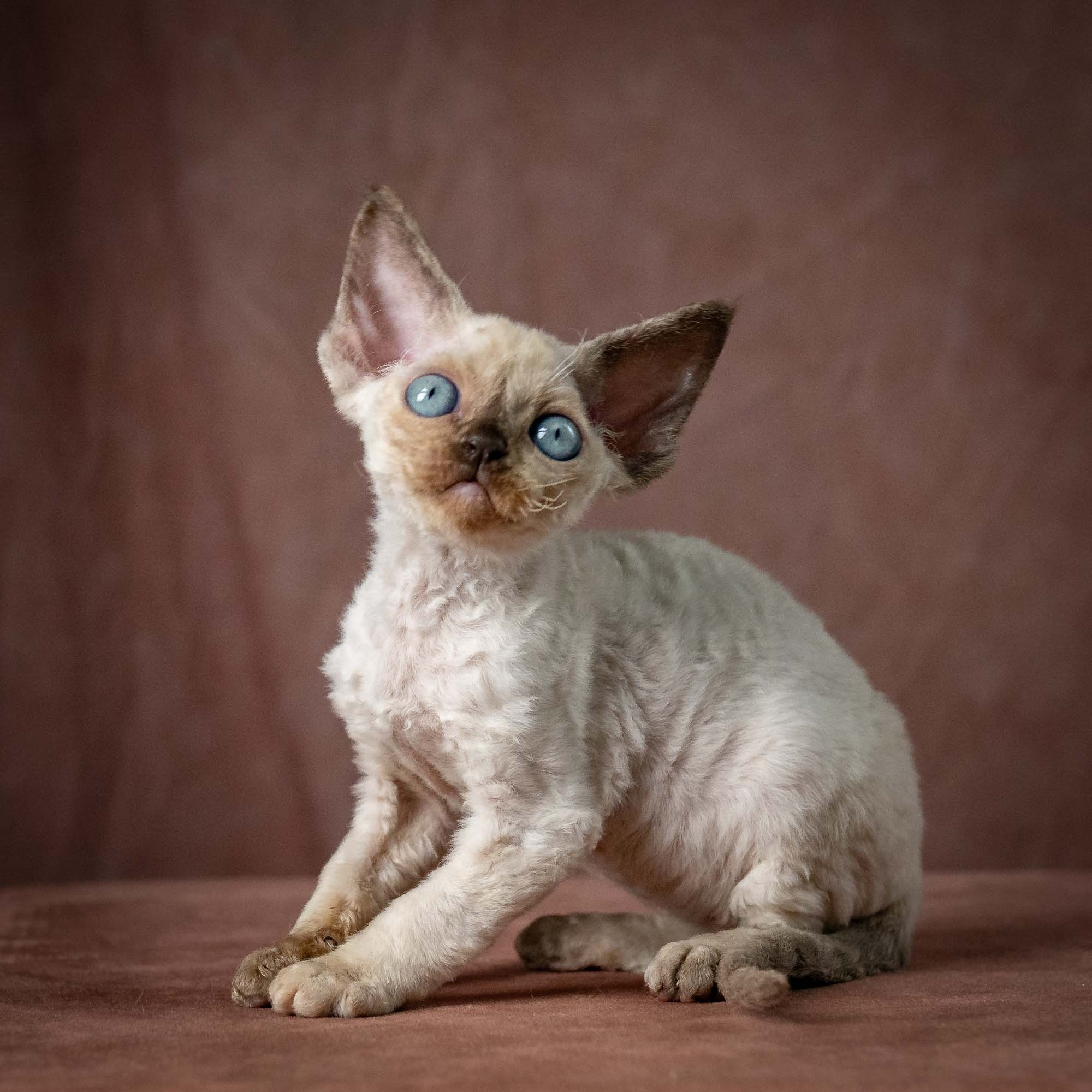 Tessa, girl, born 07.15.2026. Devon Rex Pixie Cattery