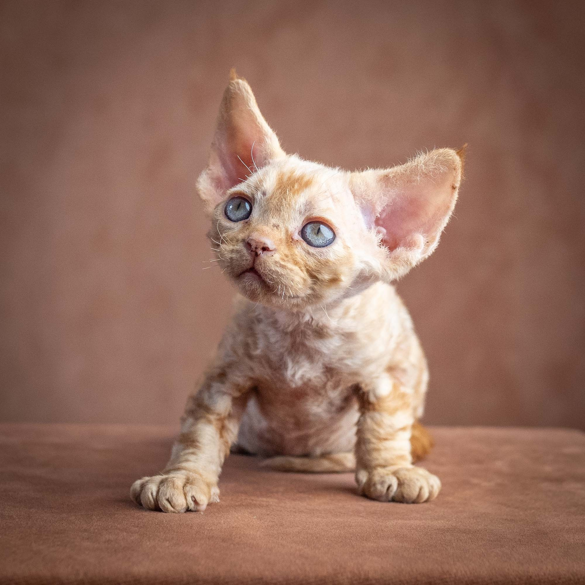 Xan, boy, born on 08.28.2026. Devon Rex Pixie Cattery
