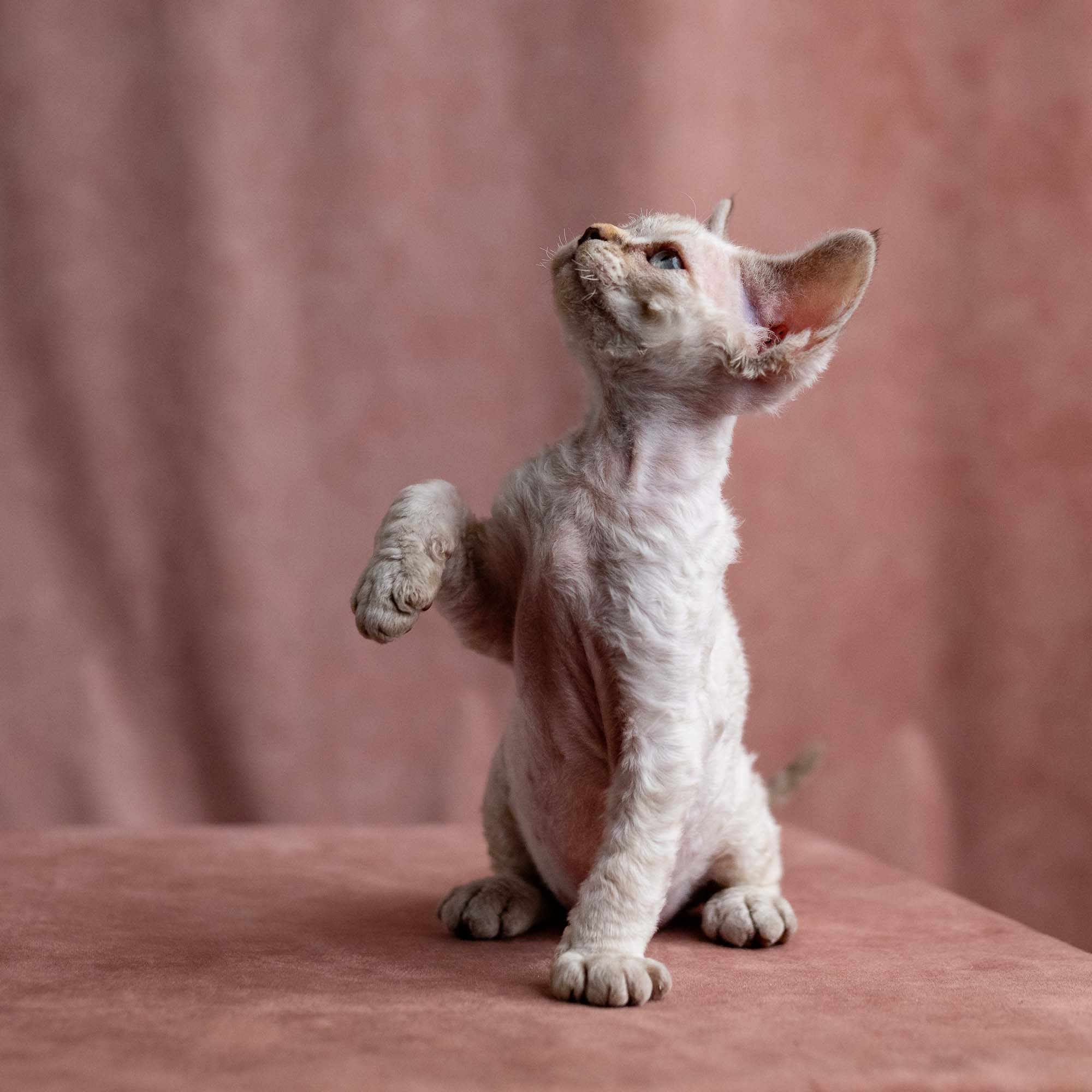 Viggo, boy, born on 08.27.2026. Devon Rex Pixie Cattery