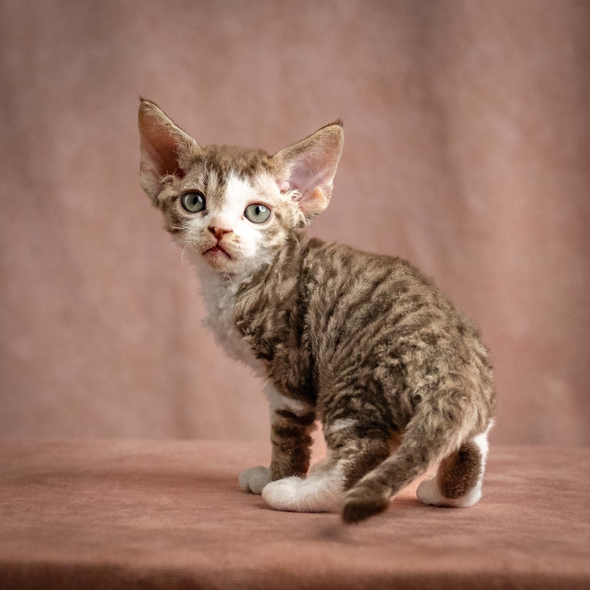 Watson, boy, born on 08.28.2026. Devon Rex Pixie Cattery
