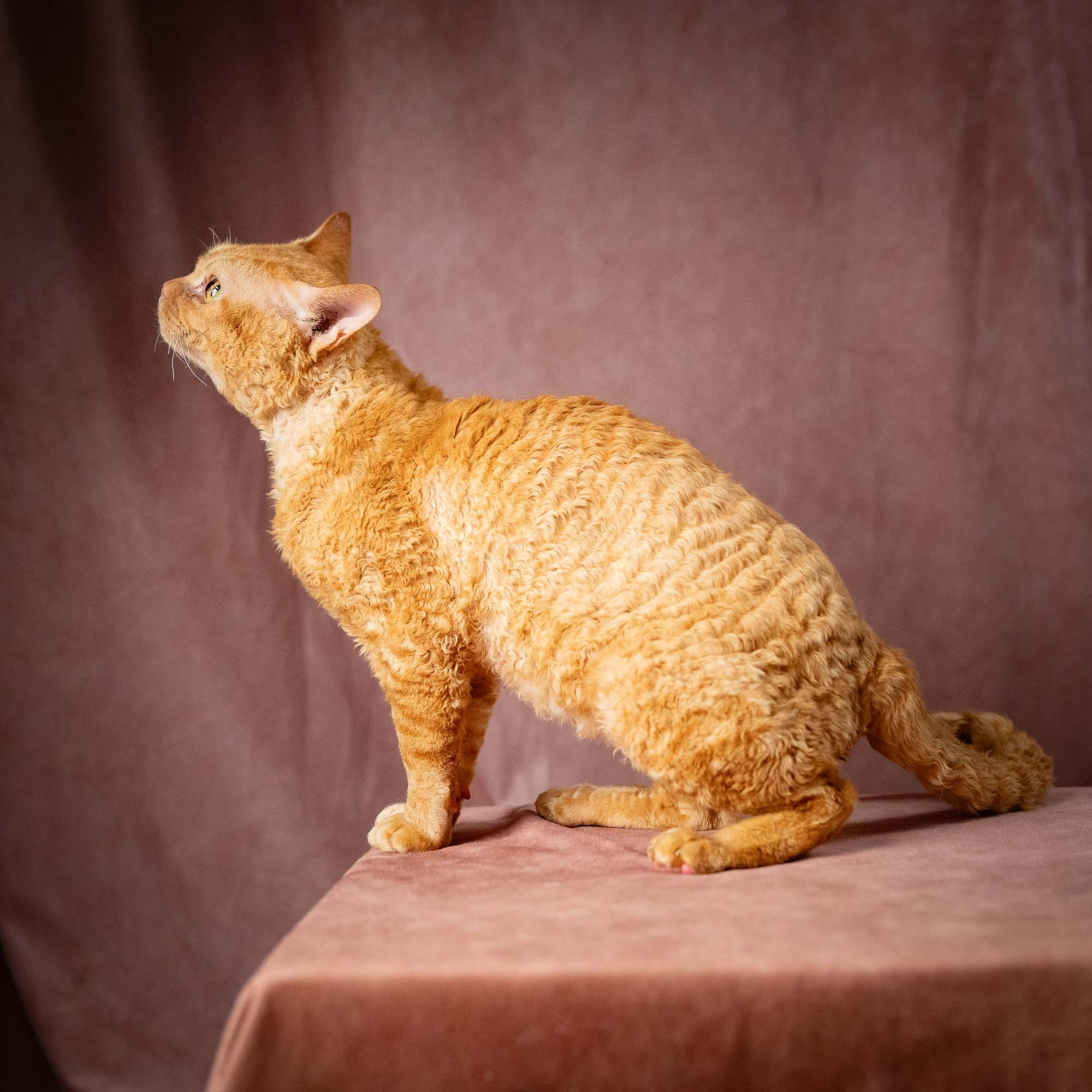 CH DreamCatcher Gregory. Devon Rex Pixie Cattery