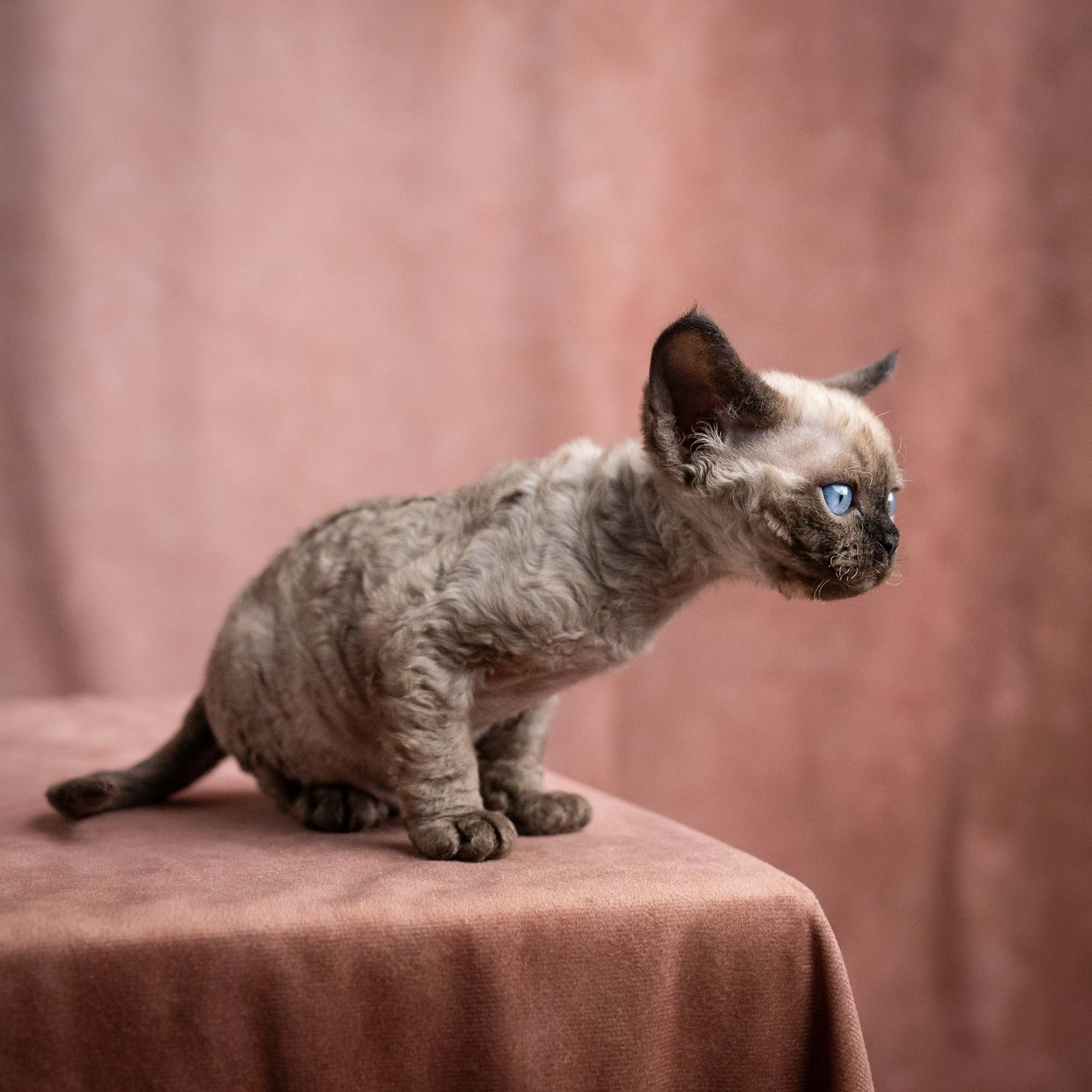 Vinci, boy, born on 08.27.2026. Devon Rex Pixie Cattery