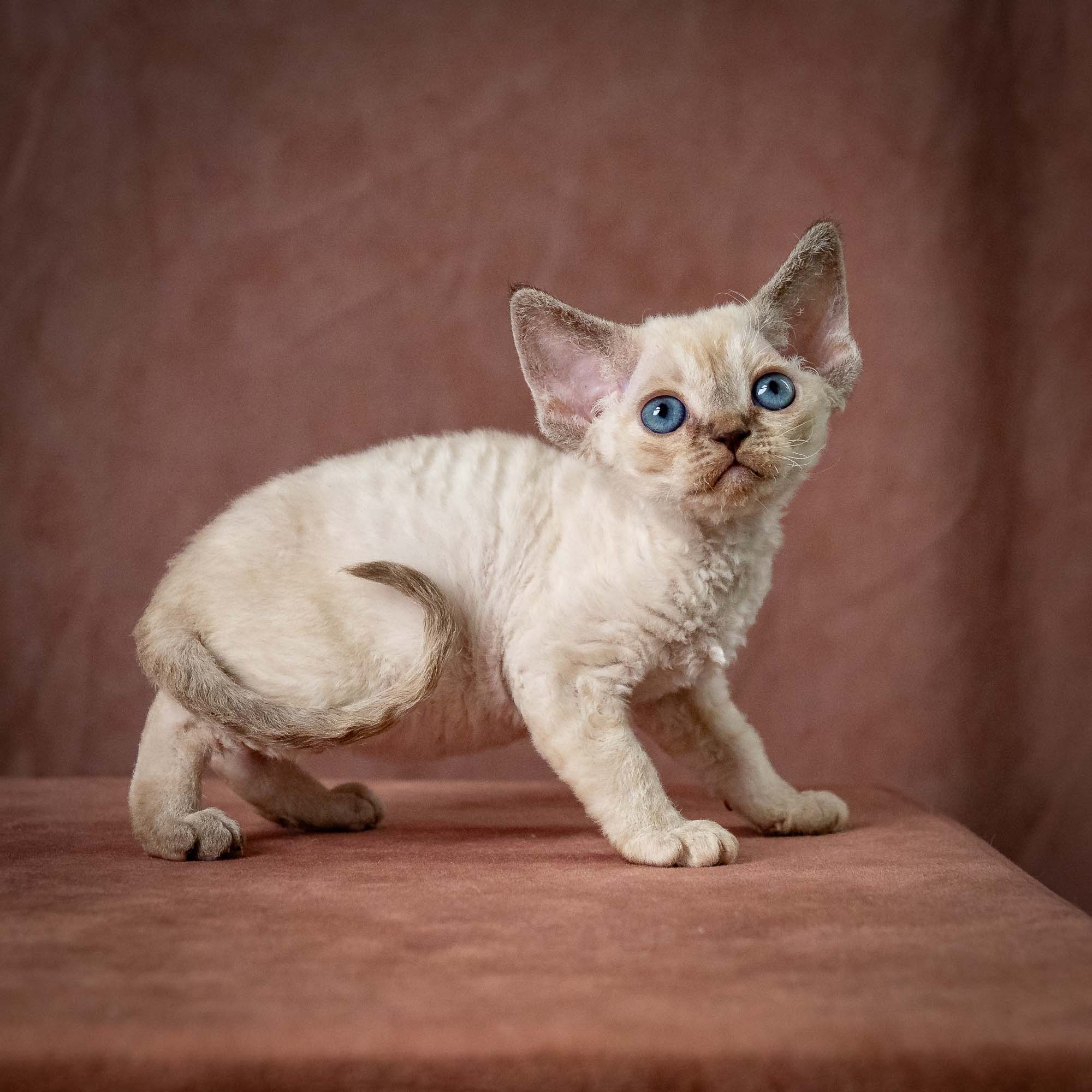 Tina, girl, born 07.15.2026. Devon Rex Pixie Cattery