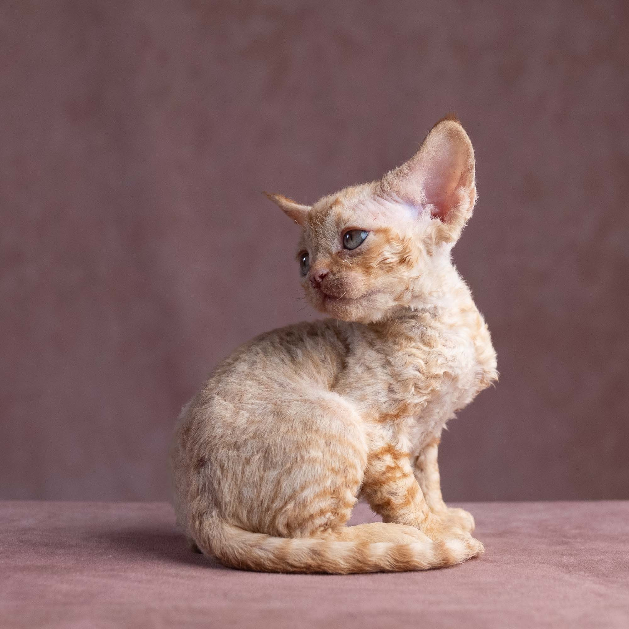 Xavier, boy, born on 08.28.2026. Devon Rex Pixie Cattery