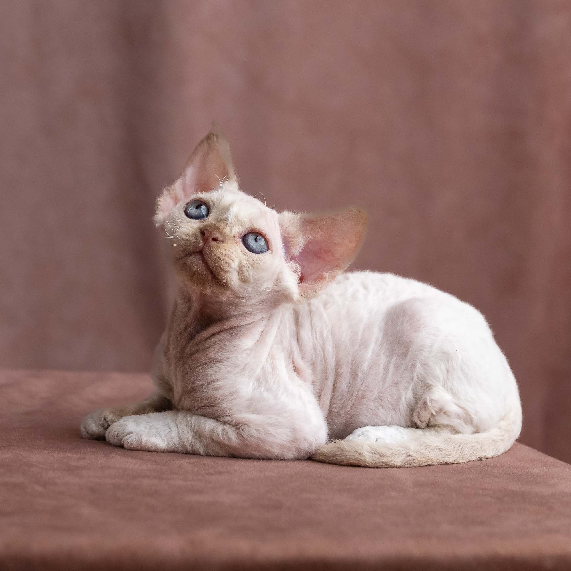 Vince, boy, born on 08.27.2026. Devon Rex Pixie Cattery
