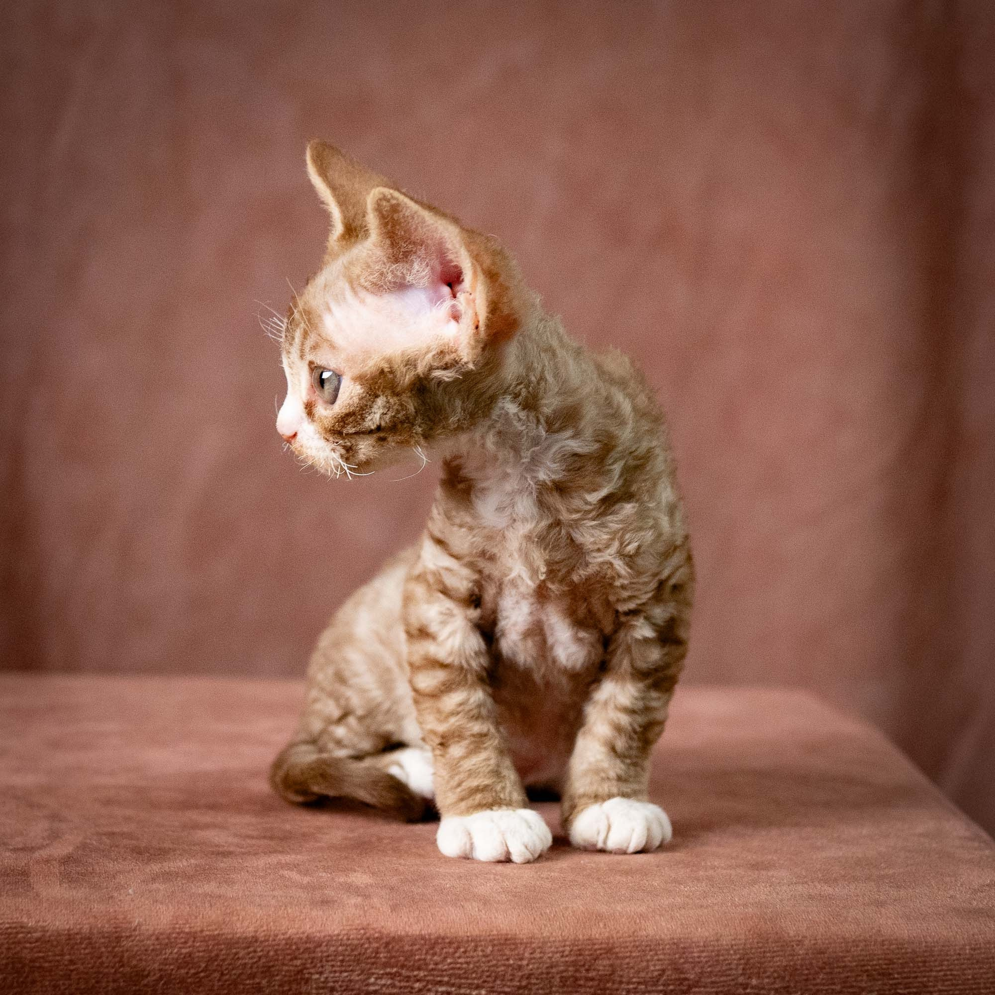 Ulysses, boy, born 07.19.2026. Devon Rex Pixie Cattery