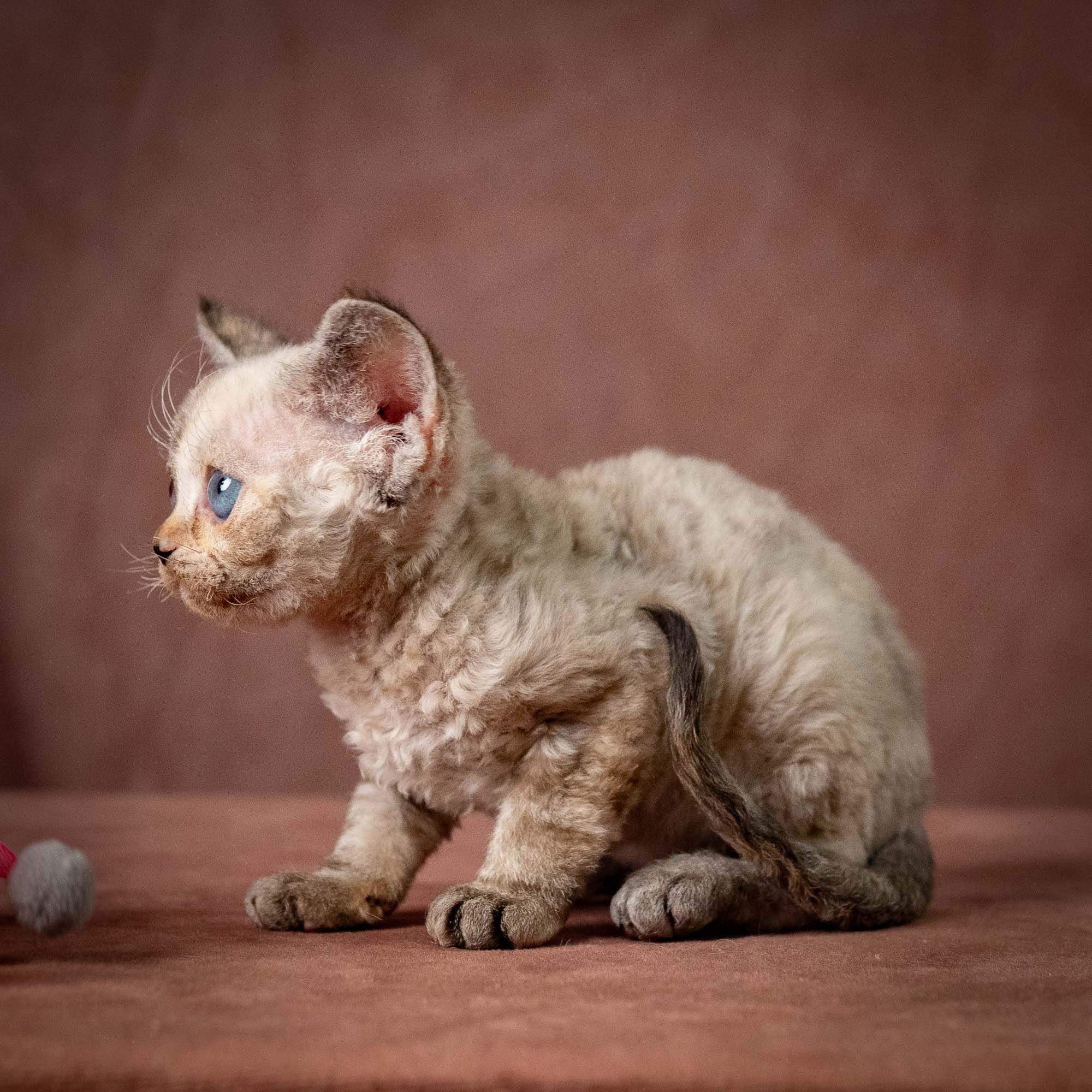 Tasha, girl, born 07.15.2026. Devon Rex Pixie Cattery
