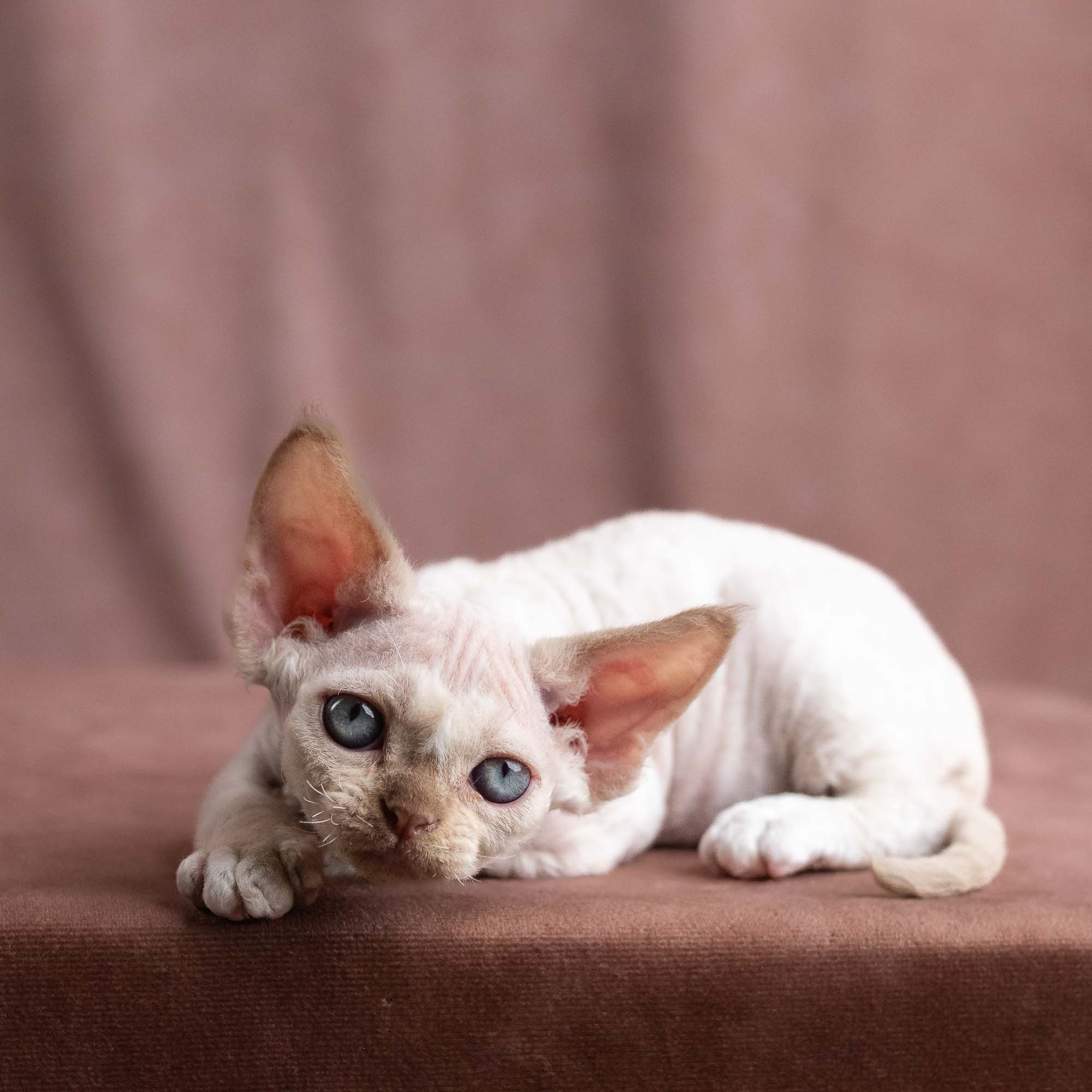 Vince, boy, born on 08.27.2026. Devon Rex Pixie Cattery