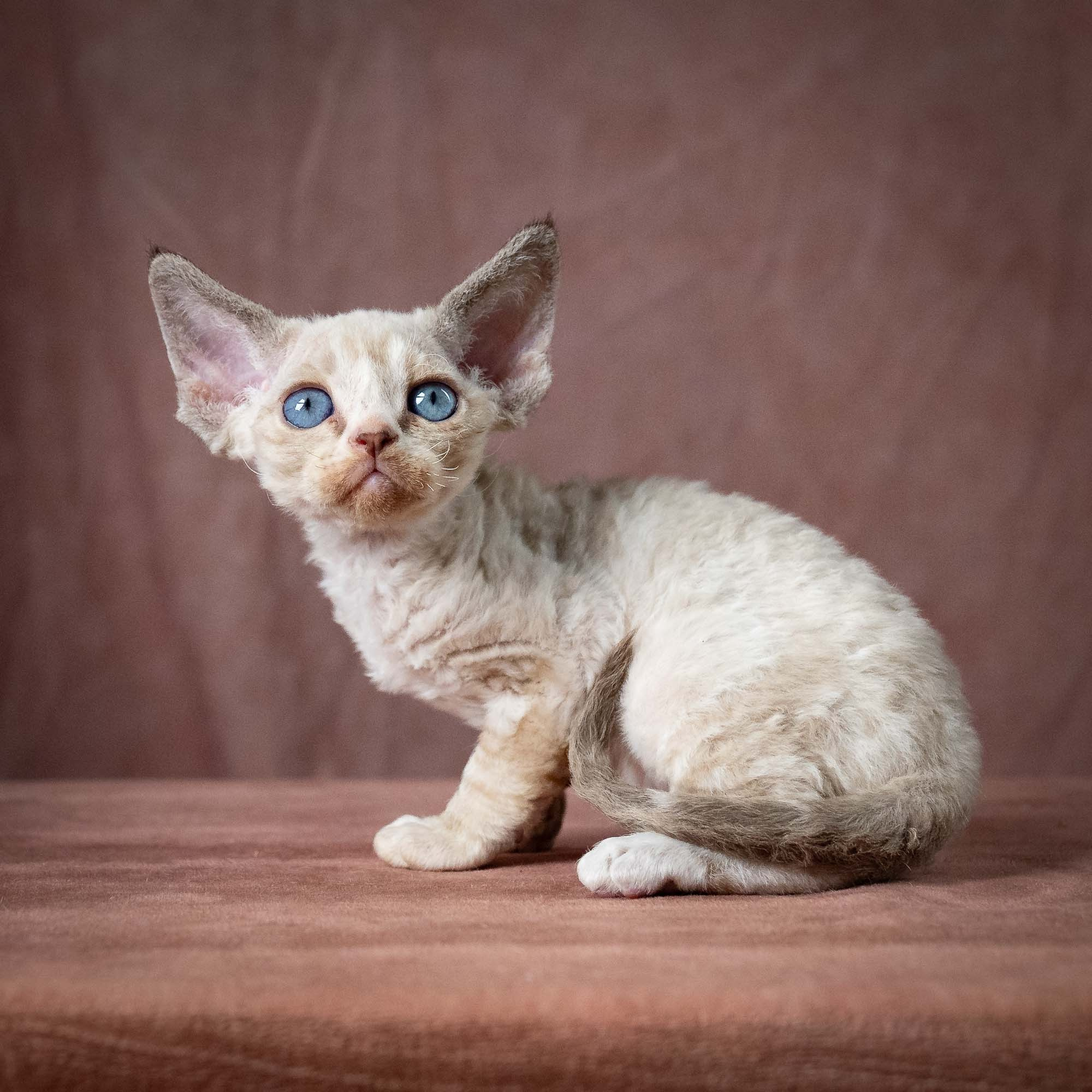 Toby, boy, born 07.15.2026. Devon Rex Pixie Cattery