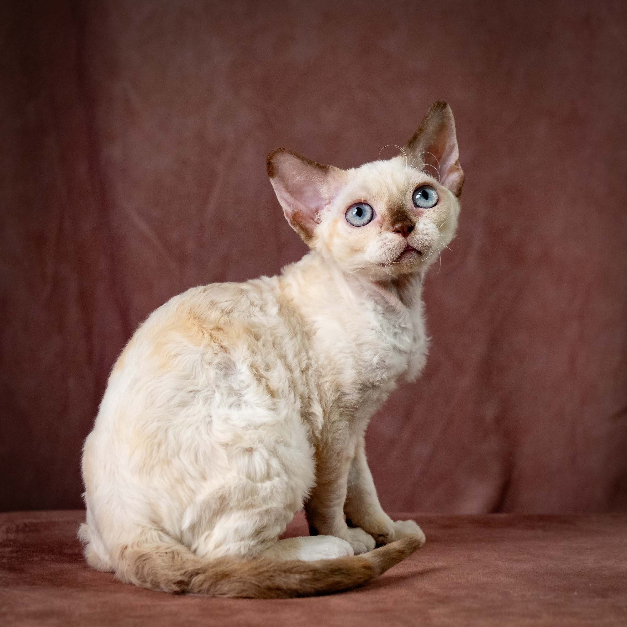 Rosalie,  girl, born 05.08.26. Devon Rex Pixie Cattery
