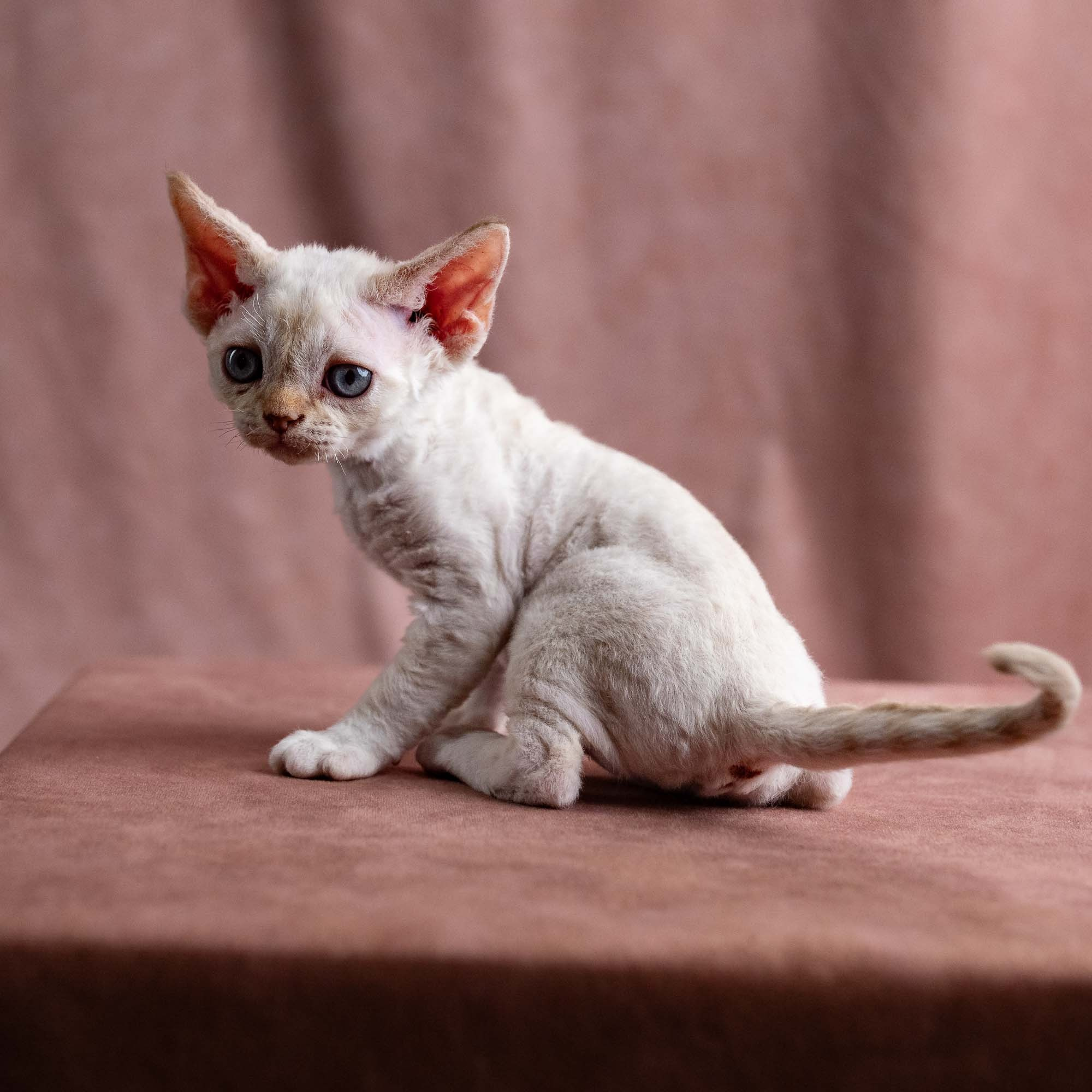 Vivi, girl, born on 08.27.2026. Devon Rex Pixie Cattery
