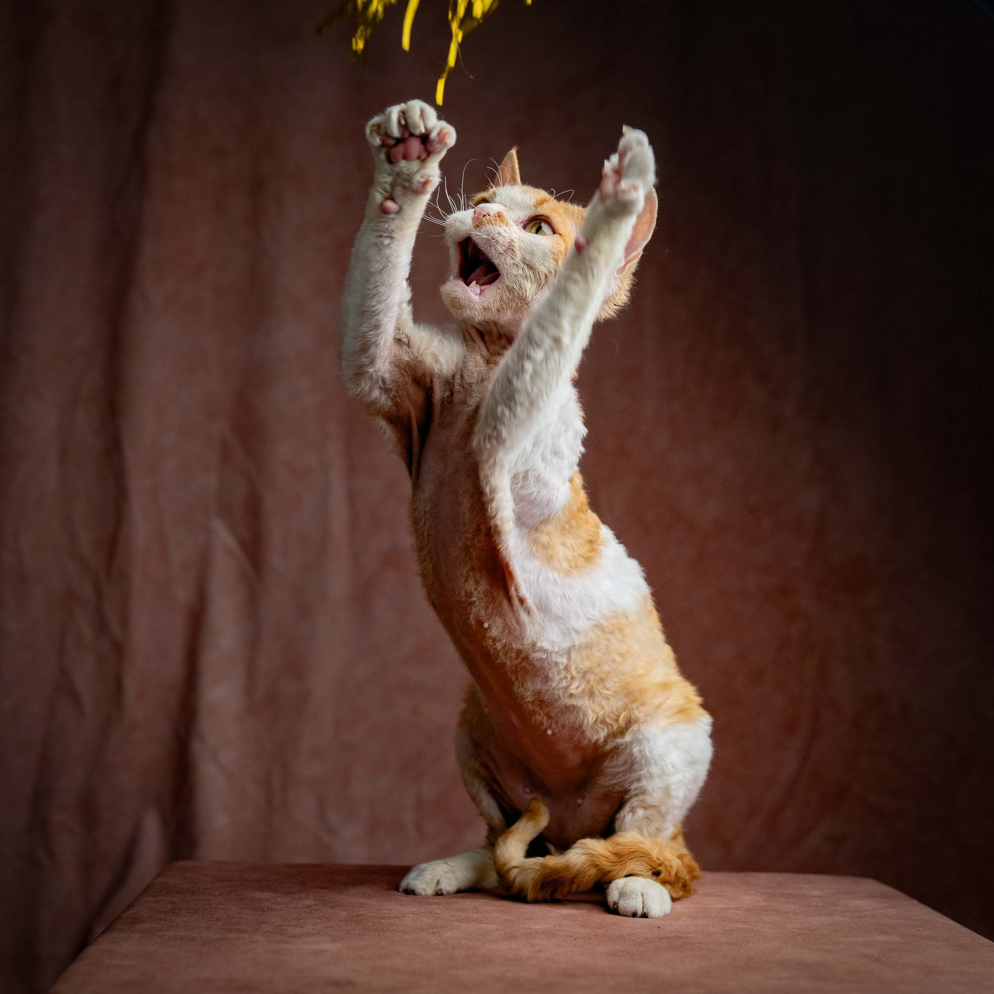 Nika. Devon Rex Pixie Cattery