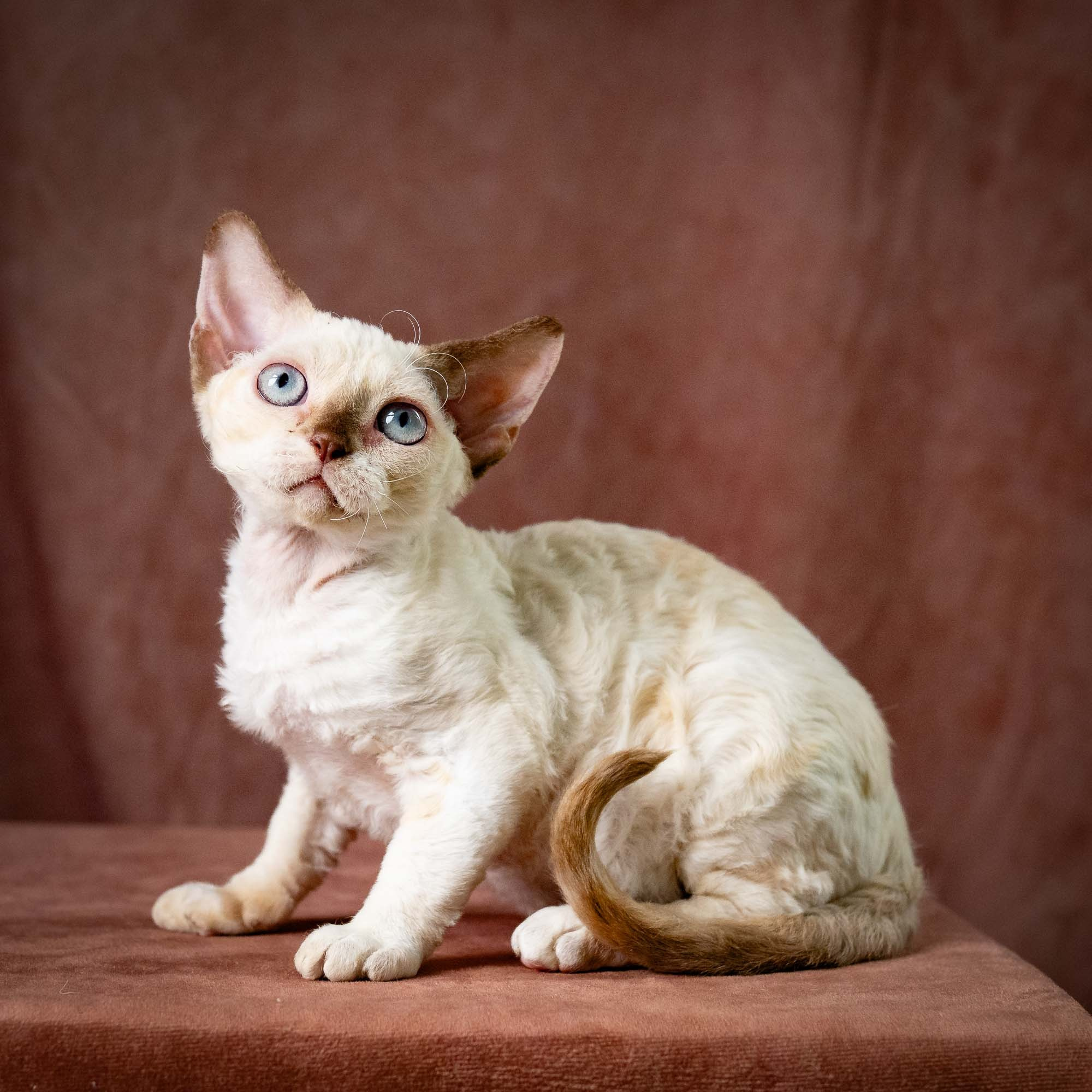 Rosalie,  girl, born 05.08.26. Devon Rex Pixie Cattery