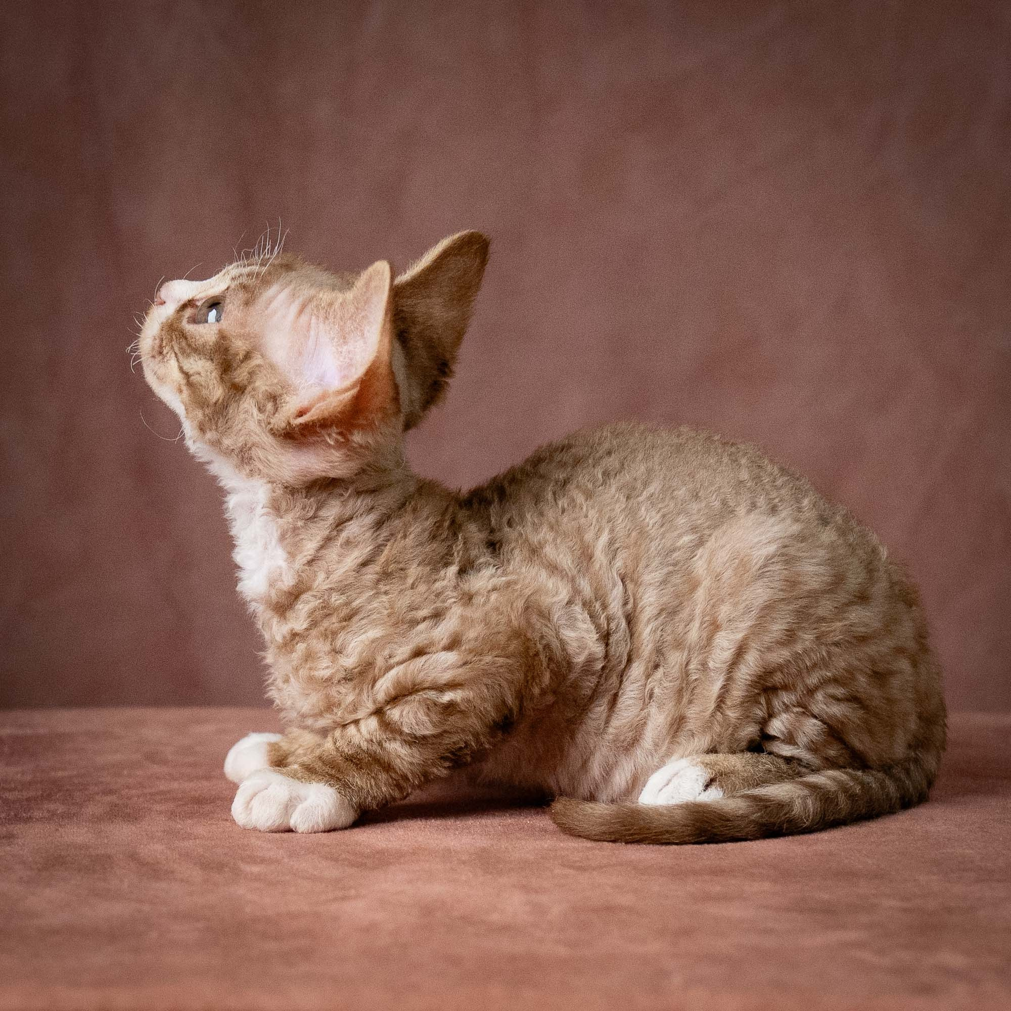 Ulysses, boy, born 07.19.2026. Devon Rex Pixie Cattery