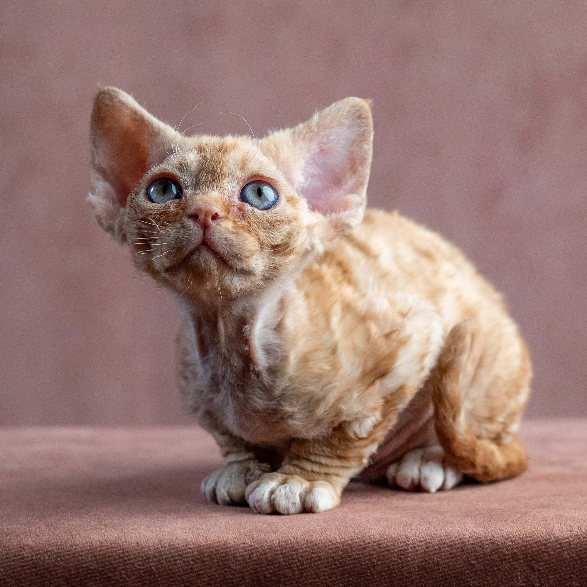 Xenia, girl, born on 08.28.2026. Devon Rex Pixie Cattery