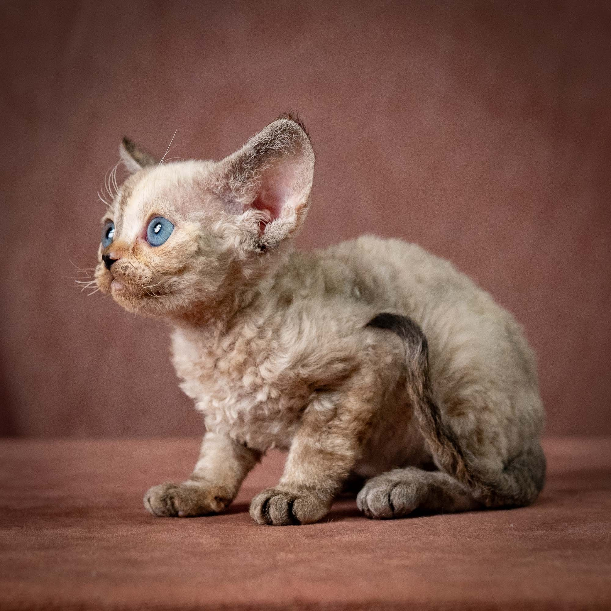 Tasha, girl, born 07.15.2026. Devon Rex Pixie Cattery