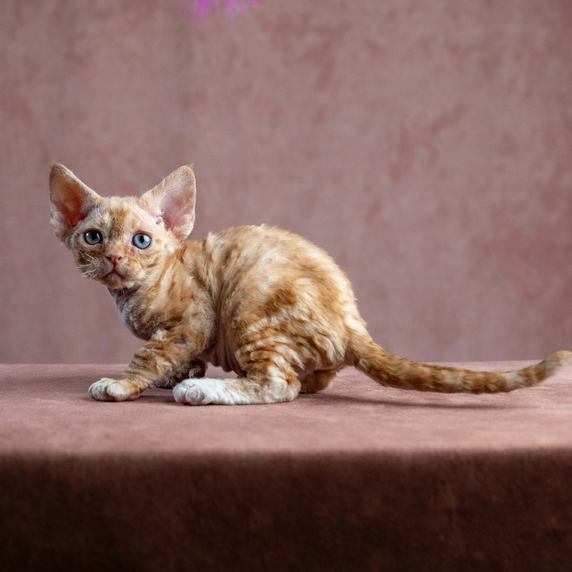 Xenia, girl, born on 08.28.2026. Devon Rex Pixie Cattery