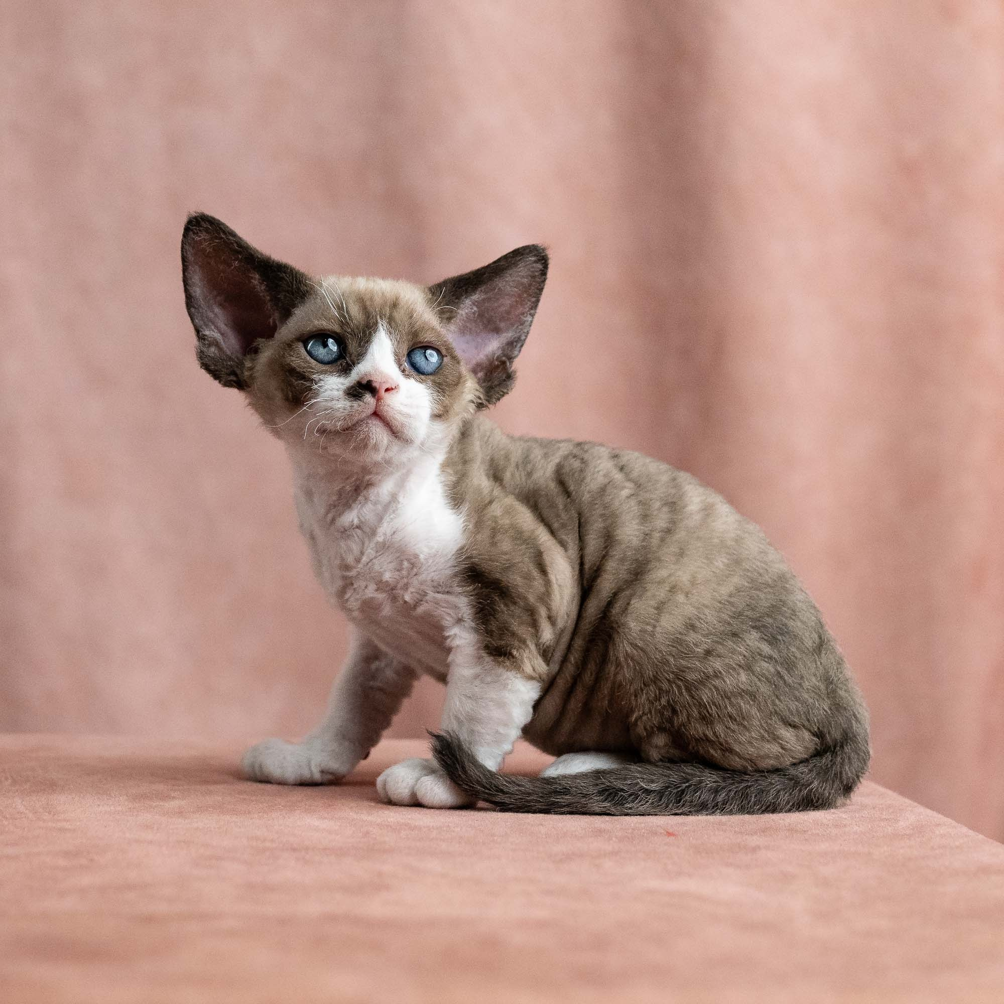 Vesper, boy, born on 08.27.2026. Devon Rex Pixie Cattery