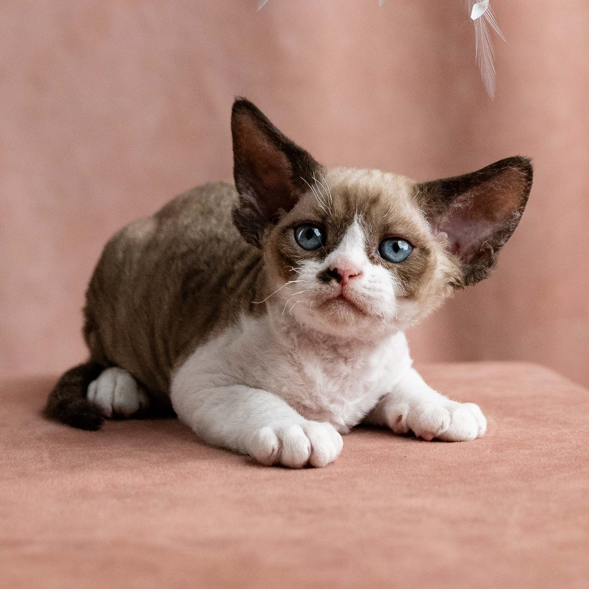 Vesper, boy, born on 08.27.2026. Devon Rex Pixie Cattery