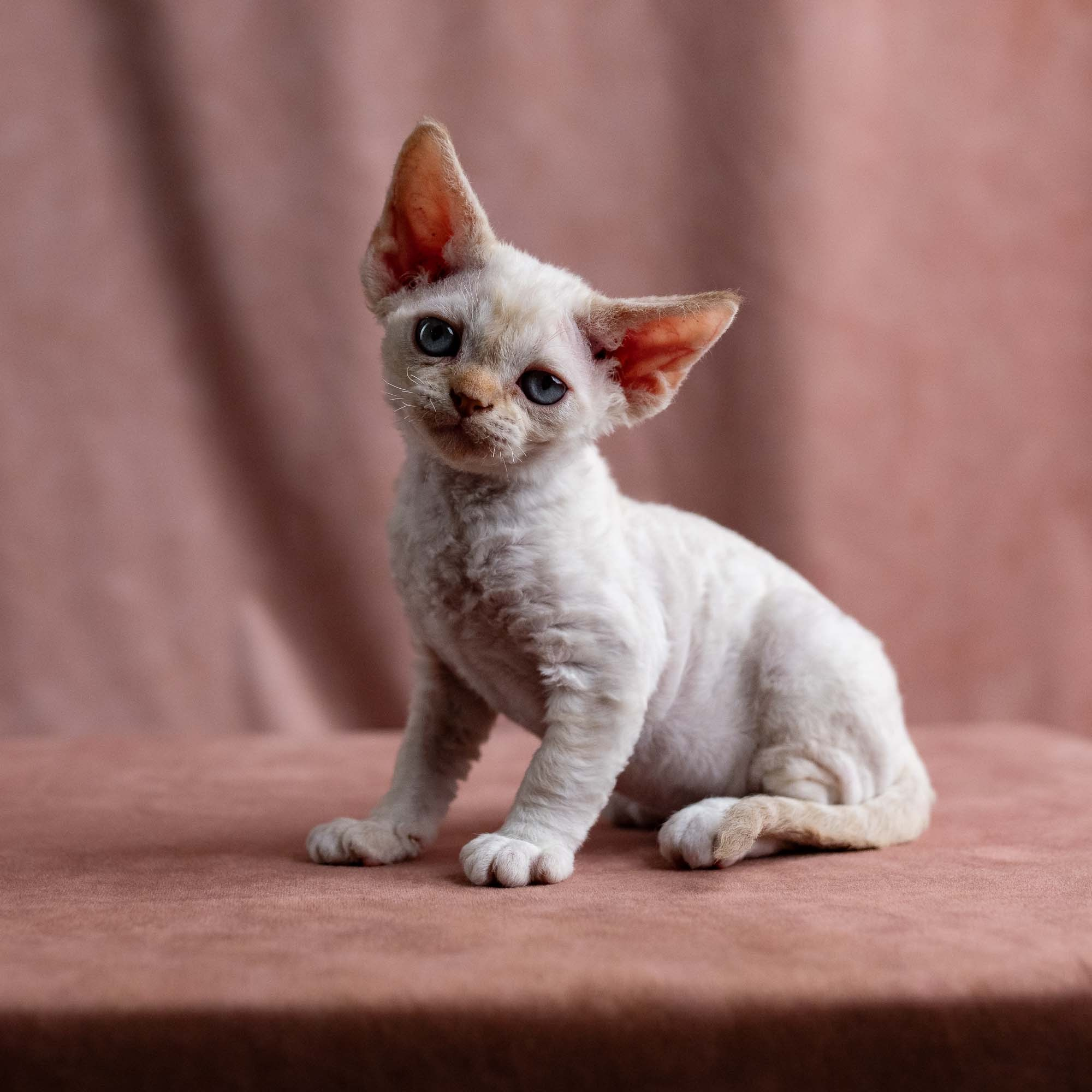 Vivi, girl, born on 08.27.2026. Devon Rex Pixie Cattery