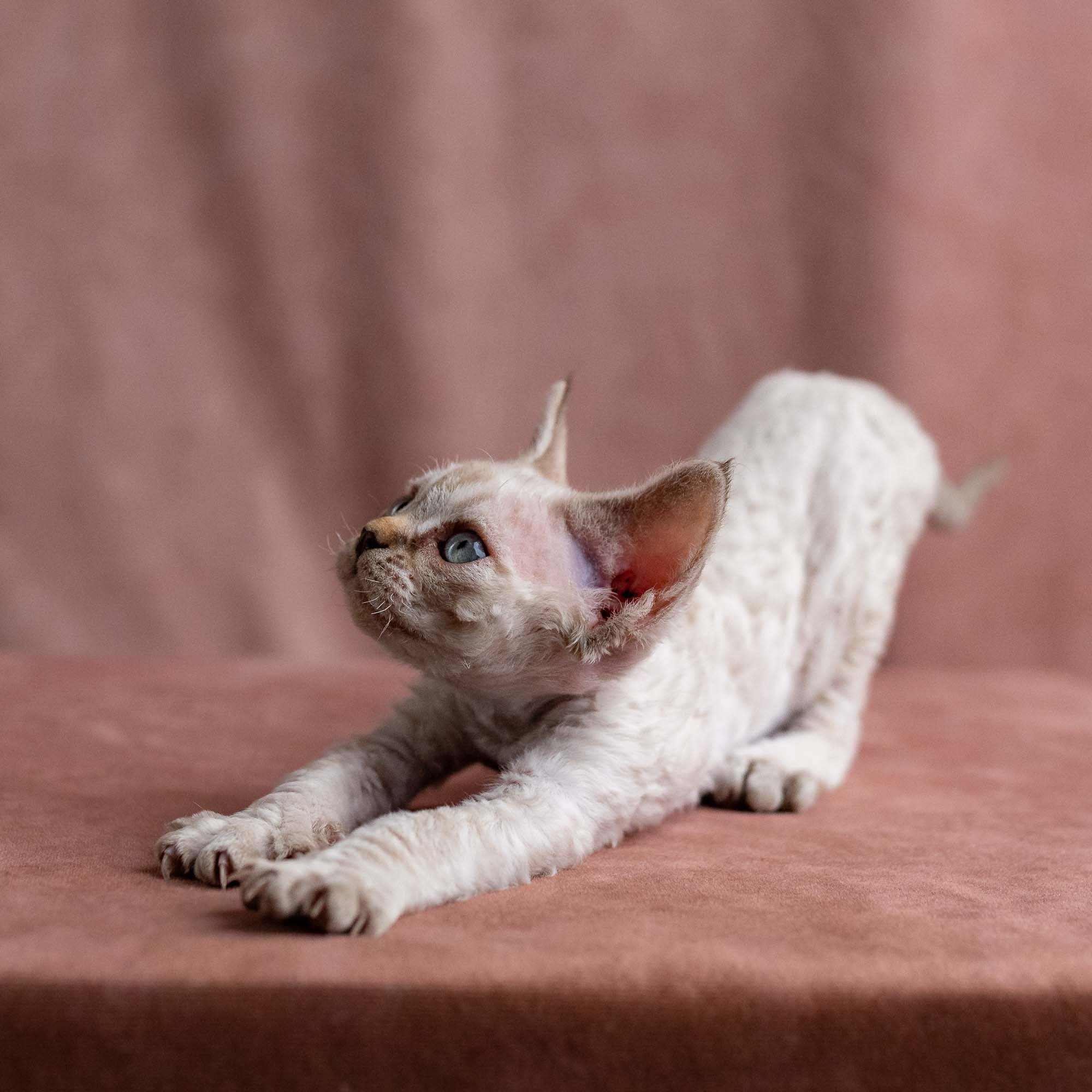 Viggo, boy, born on 08.27.2026. Devon Rex Pixie Cattery