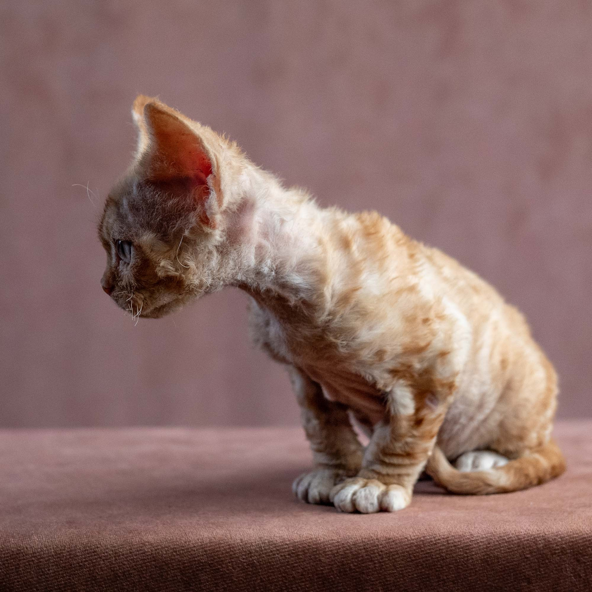 Xenia, girl, born on 08.28.2026. Devon Rex Pixie Cattery