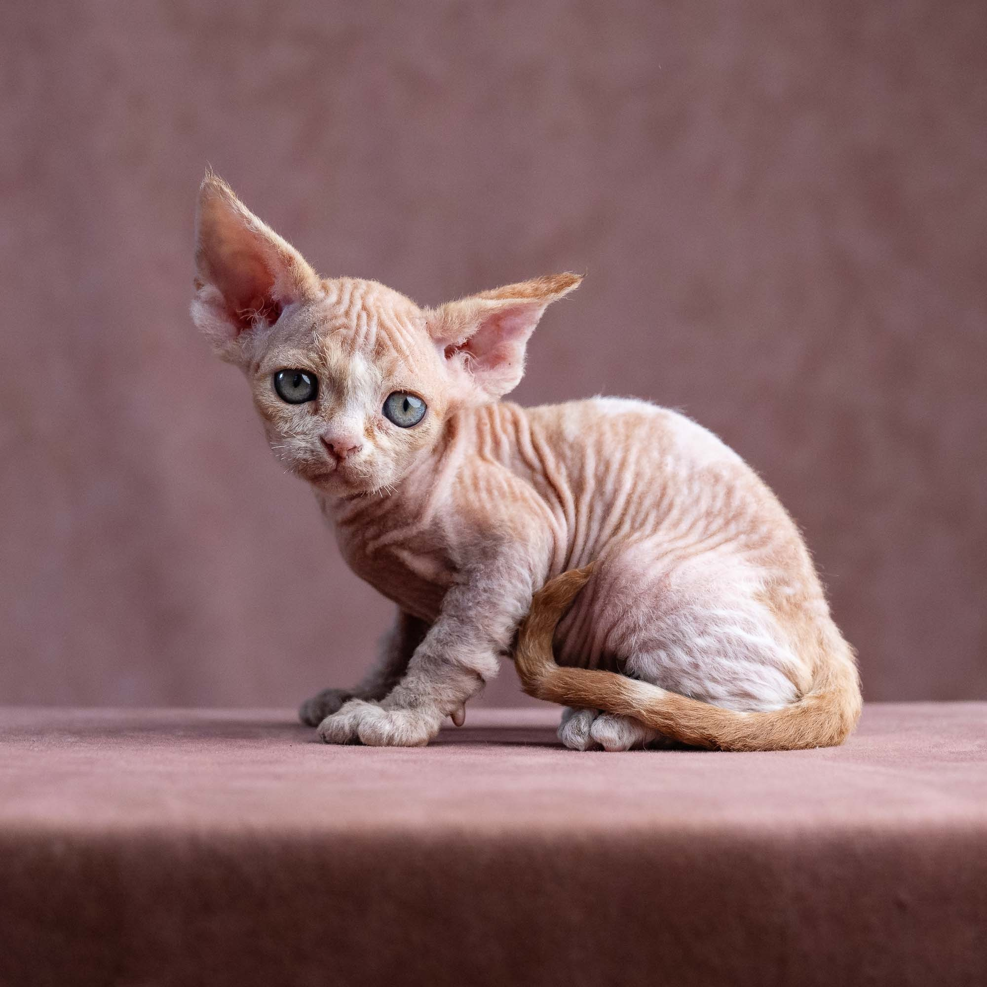 Xavi, boy, born on 08.28.2026. Devon Rex Pixie Cattery