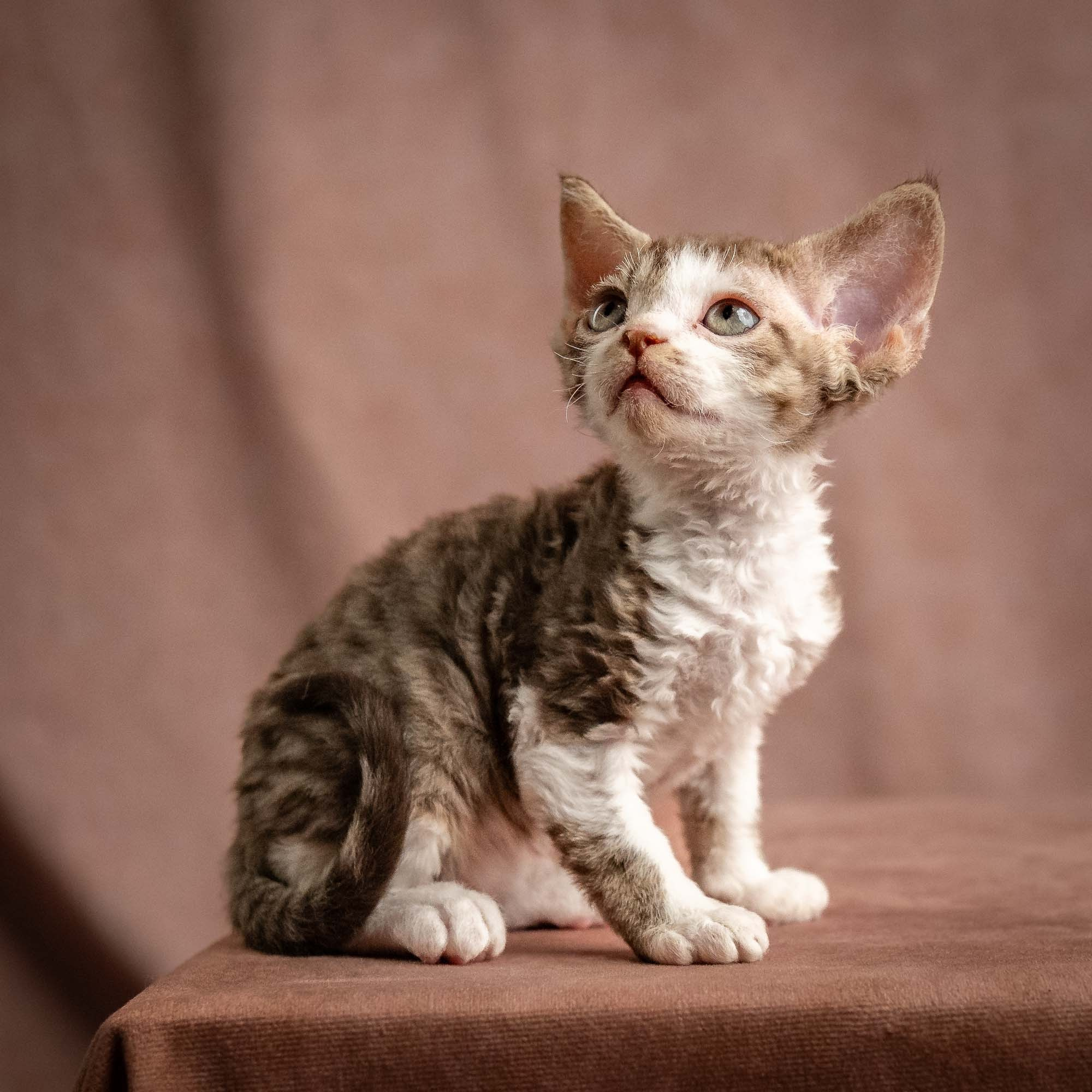 Watson, boy, born on 08.28.2026. Devon Rex Pixie Cattery