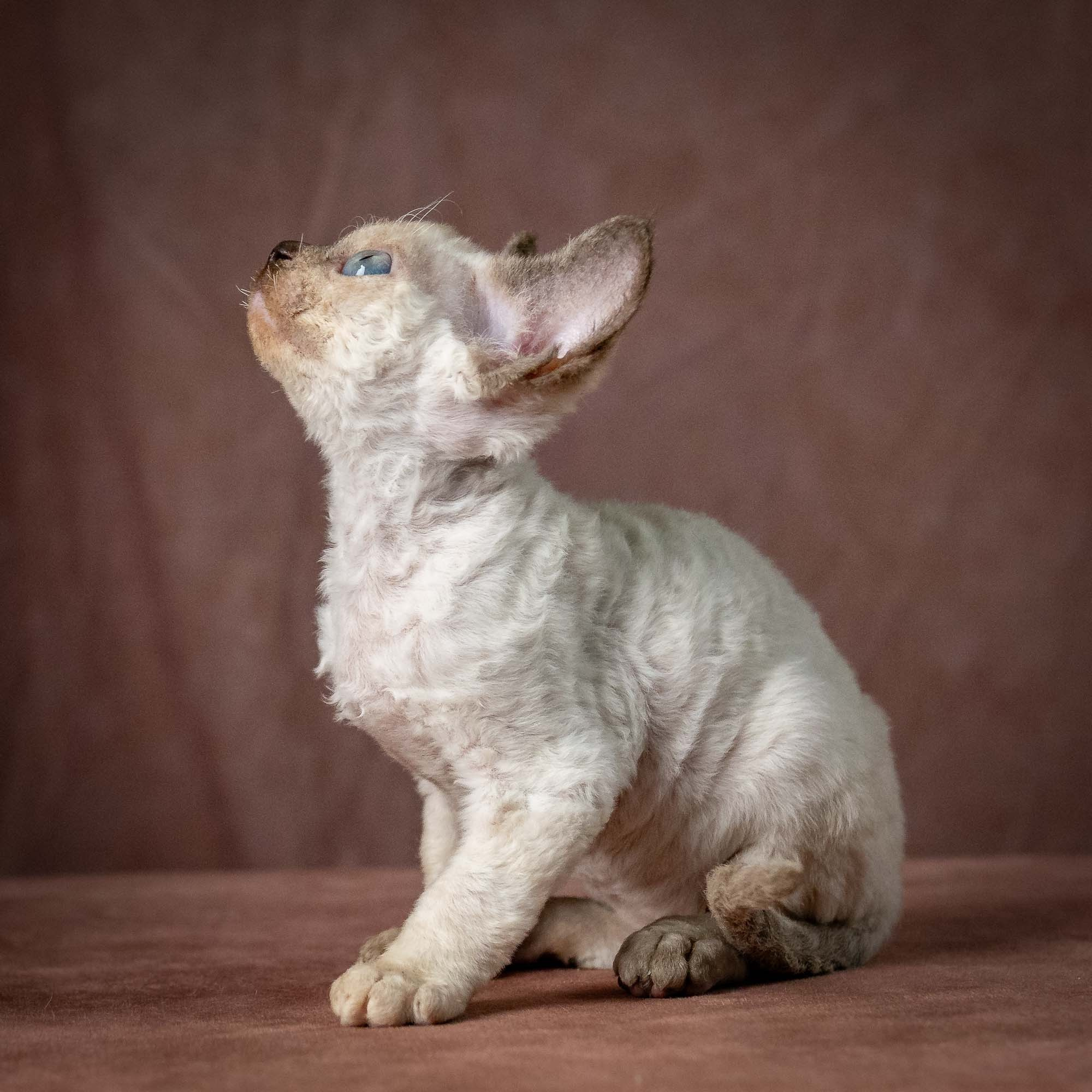 Tessa, girl, born 07.15.2026. Devon Rex Pixie Cattery
