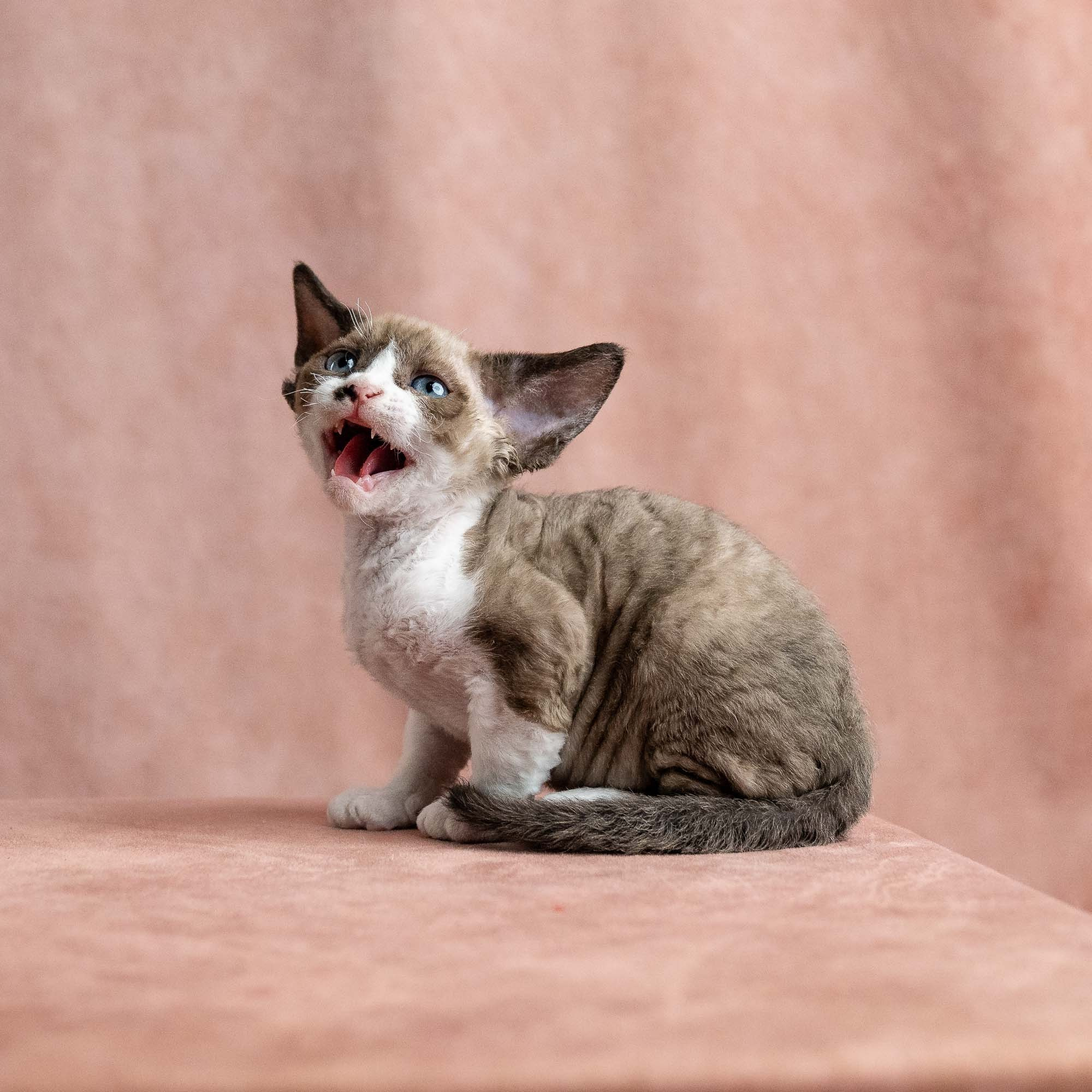 Vesper, boy, born on 08.27.2026. Devon Rex Pixie Cattery